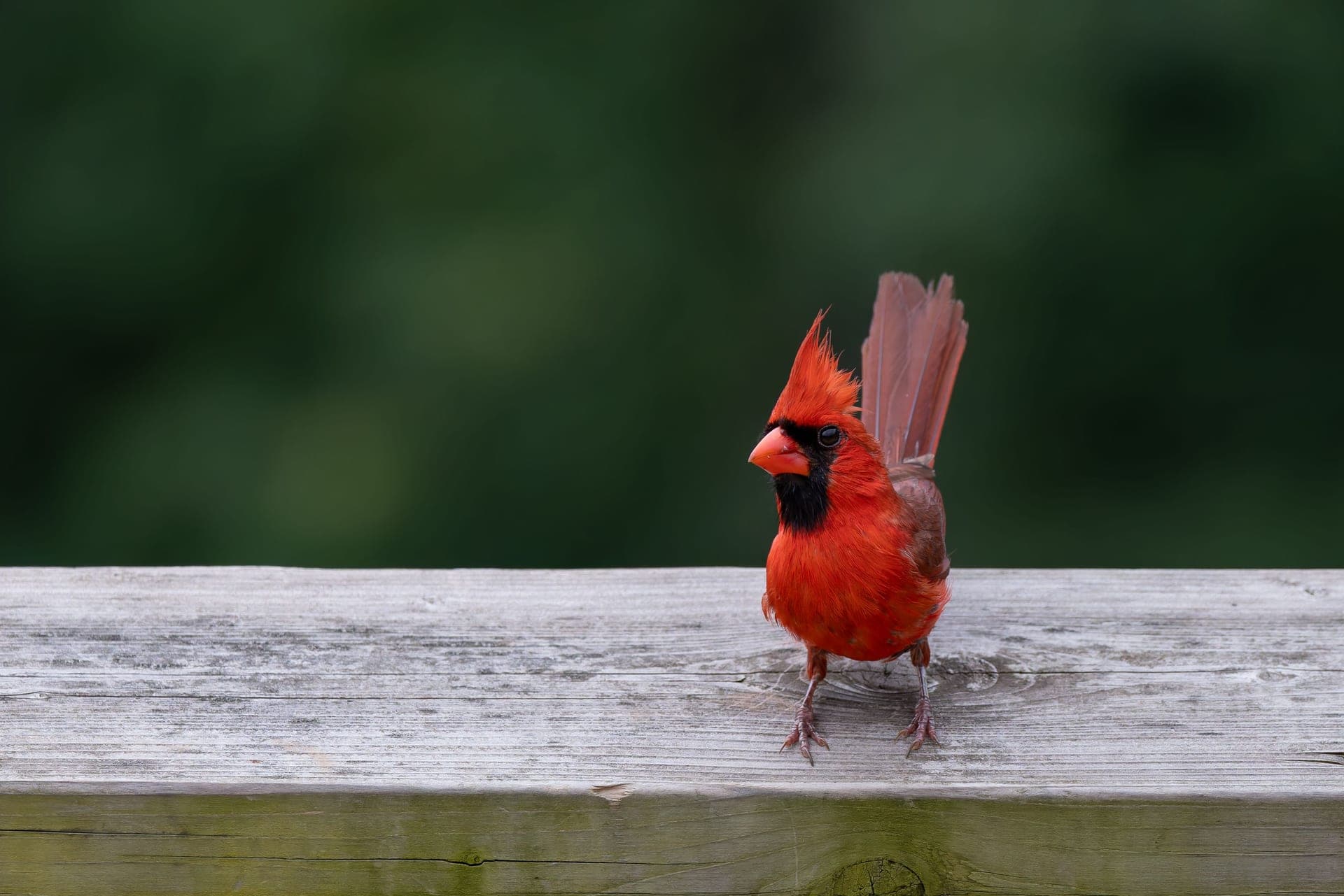 A northern cardinal photographed in sharp detail on a wooden fence
