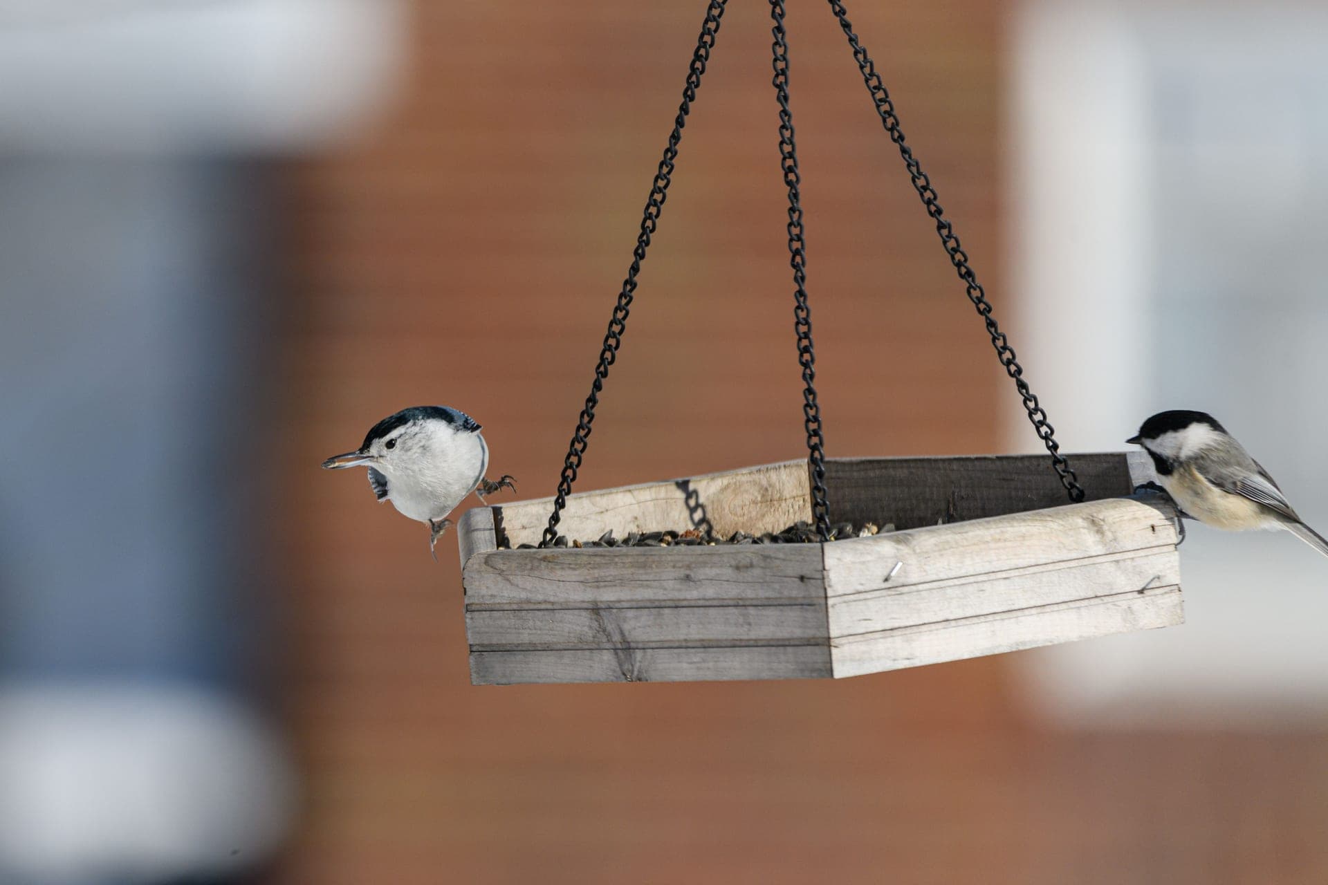 Chickadees feeding at a wooden platform bird feeder