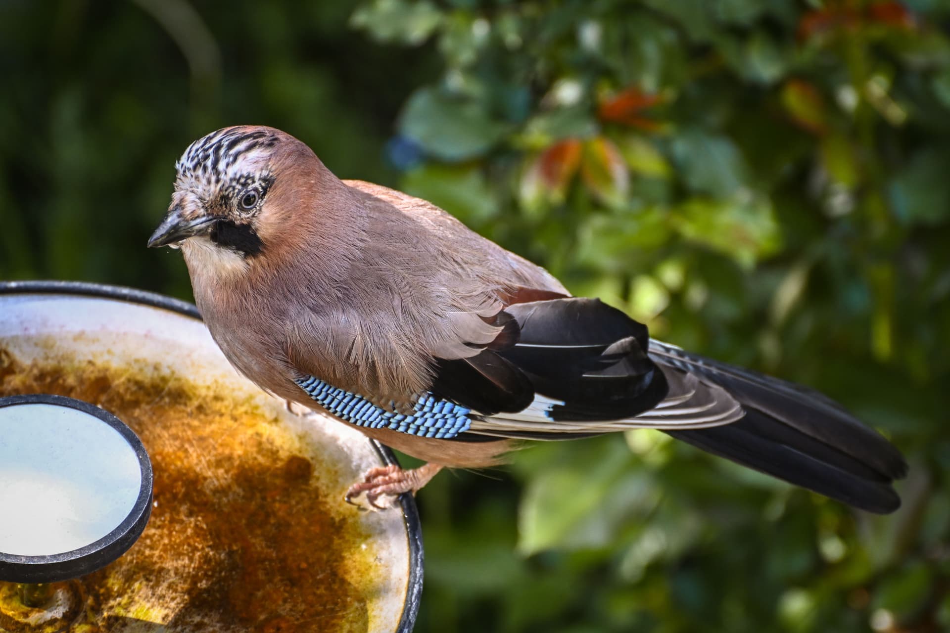 Birds drinking at the edge of a garden bird bath