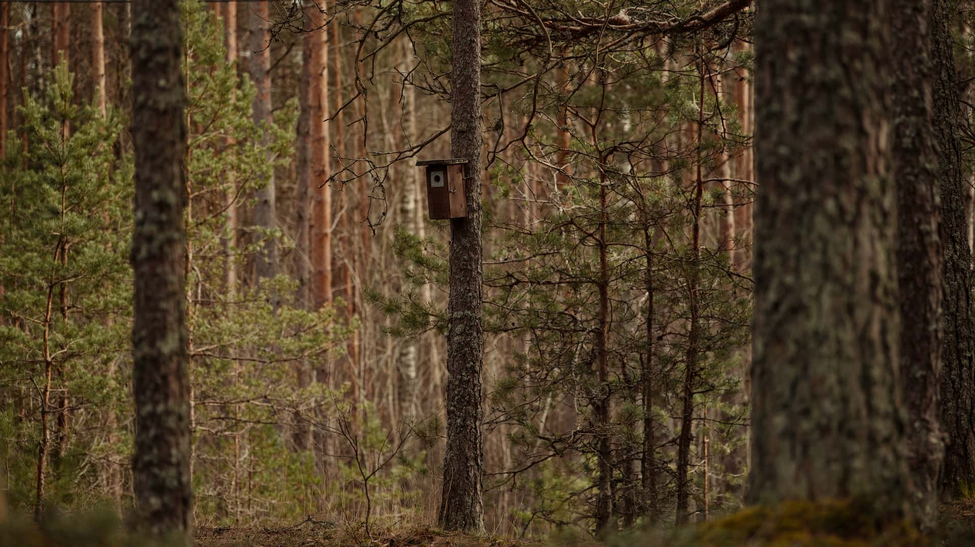 A wooden nest box fixed to a tree in woodland