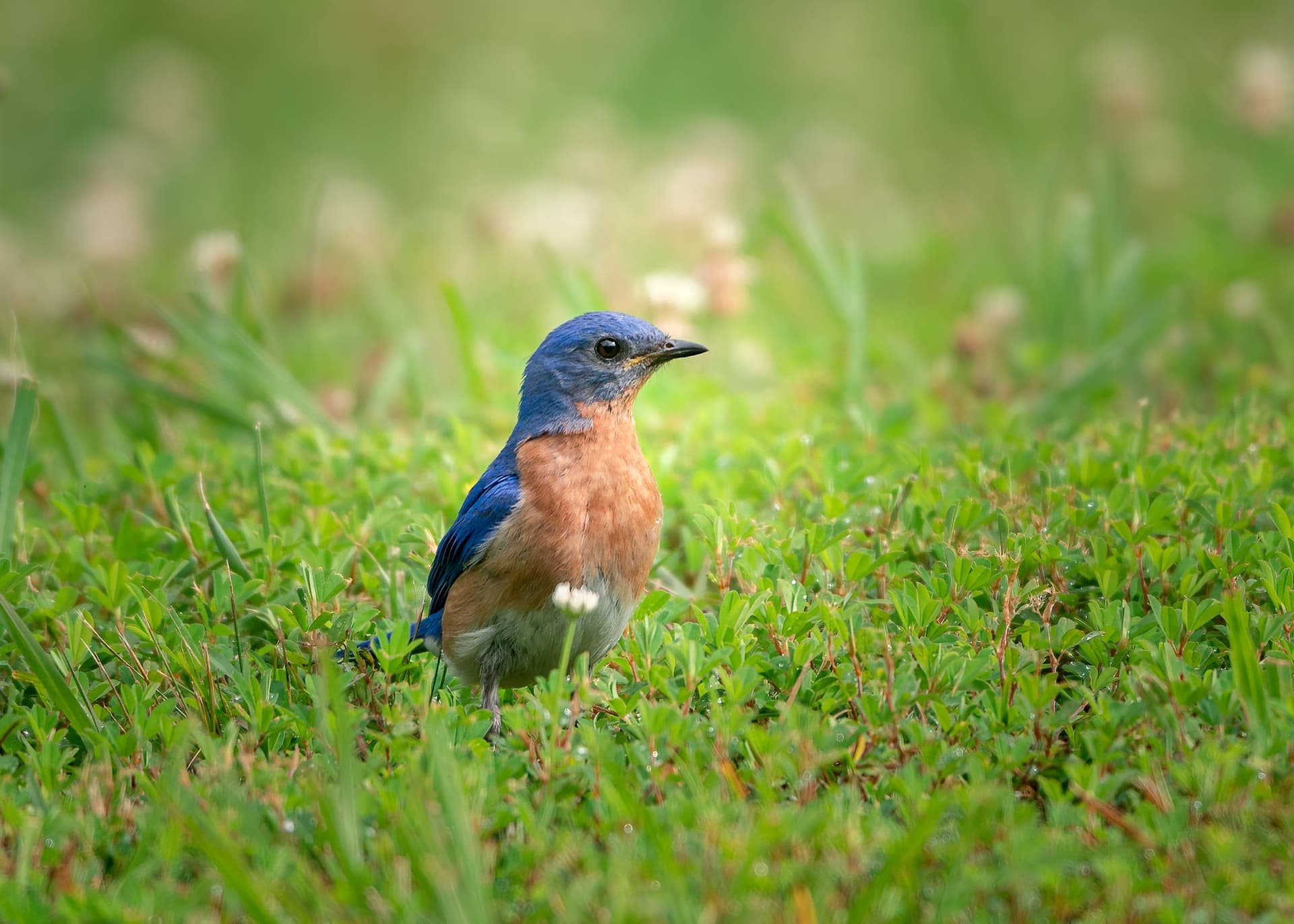 An eastern bluebird standing on grass