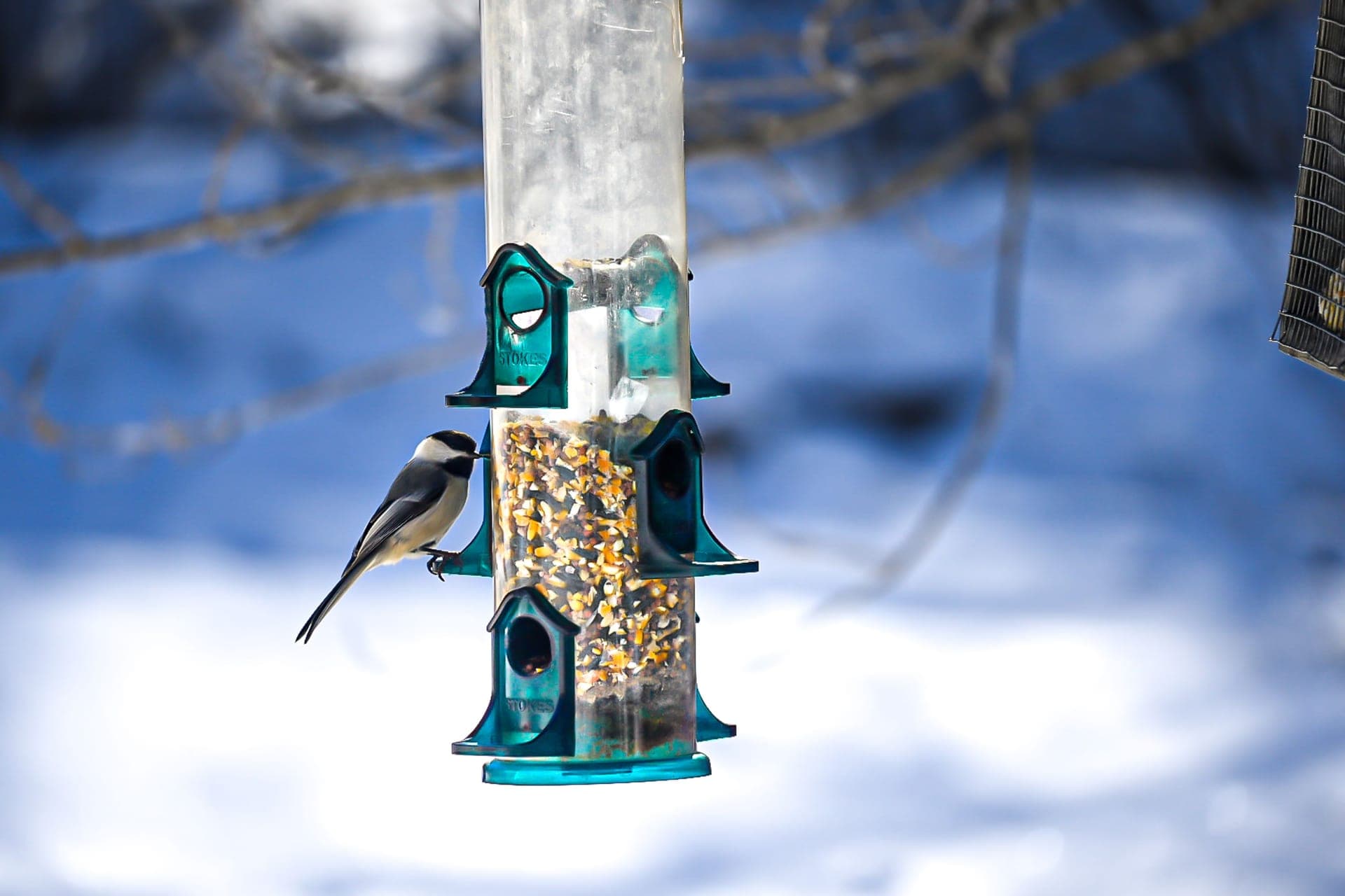 Birds feeding at a garden feeder in snow
