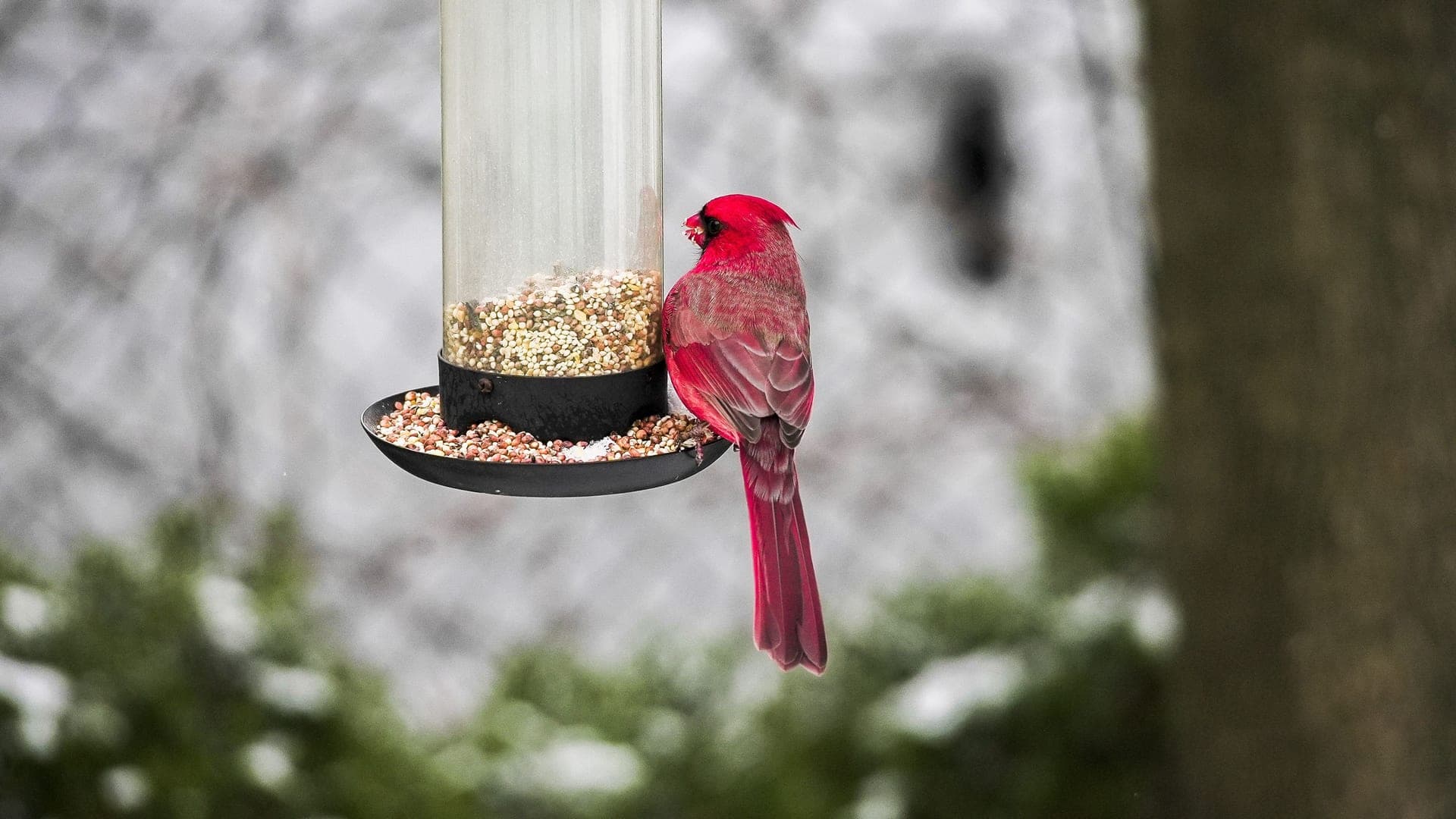 A red cardinal feeding at a backyard seed feeder