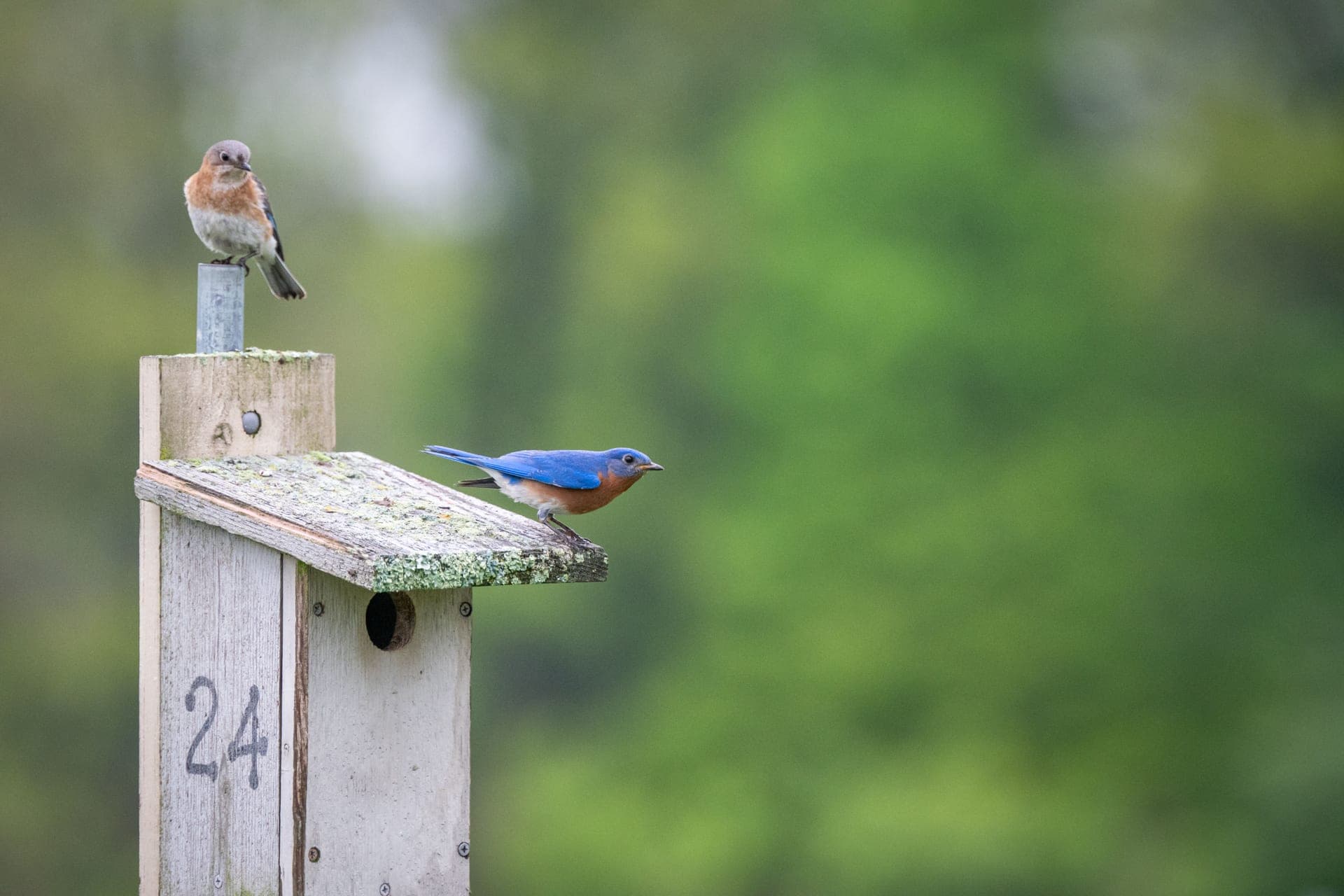 A bluebird perched at the entrance hole of a nest box