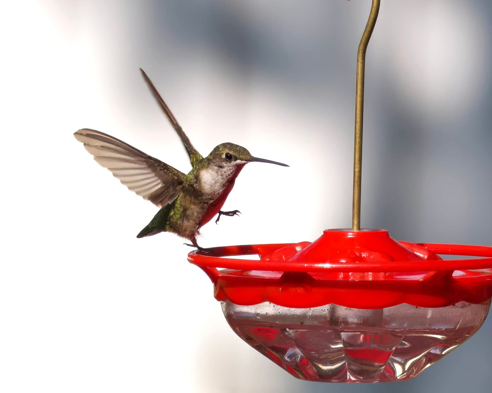 A hummingbird hovering at a red nectar feeder in summer