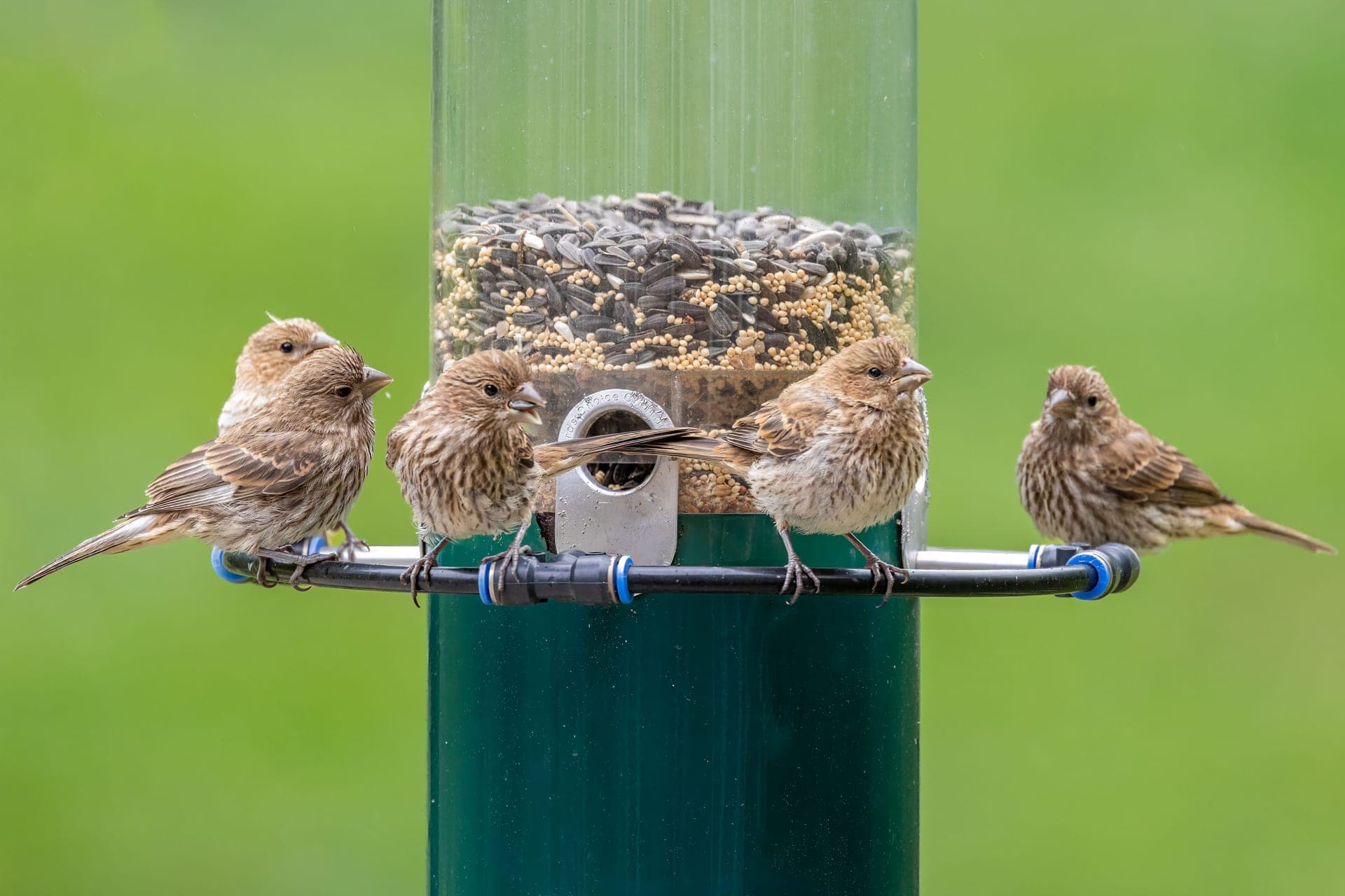 A flock of small birds crowded on a garden seed feeder