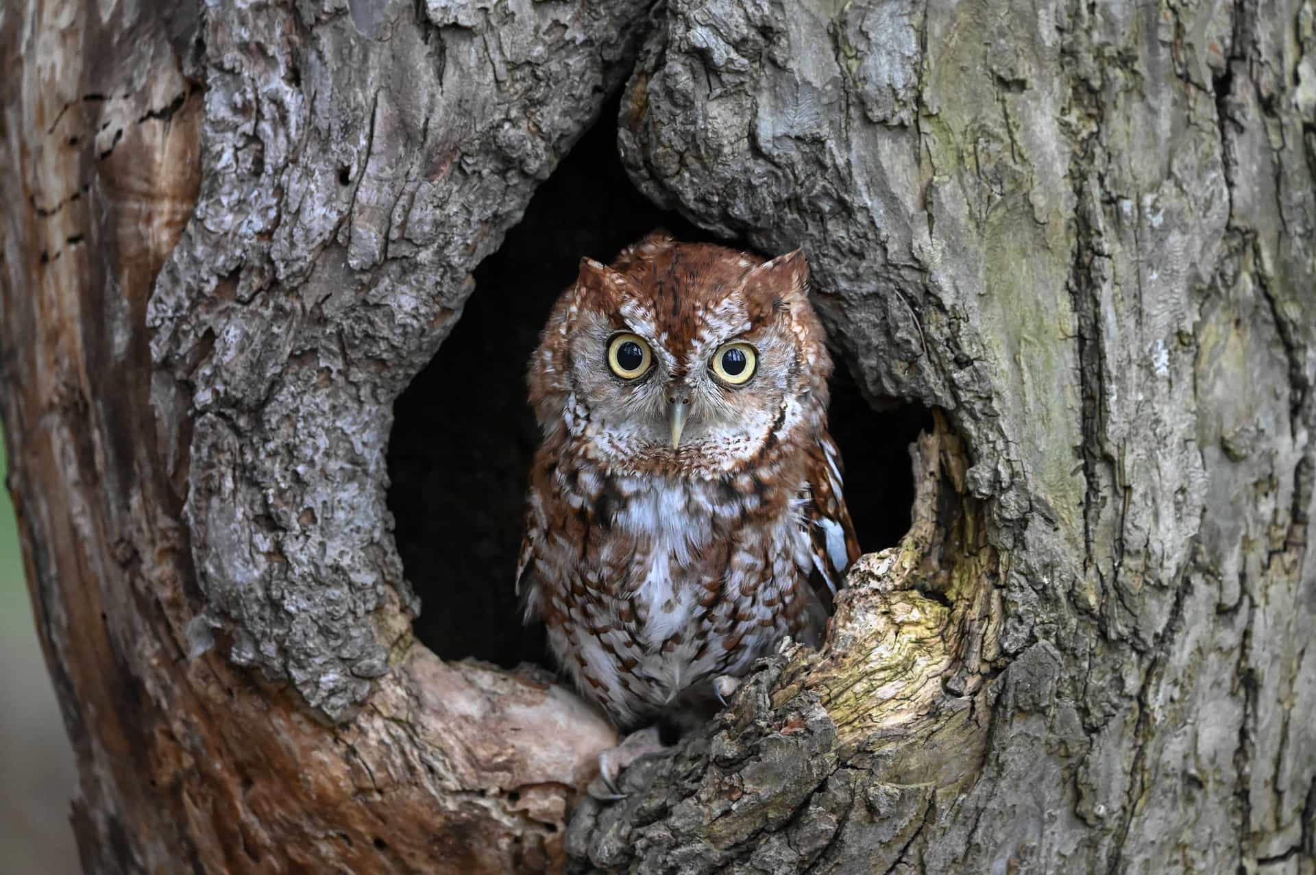 A small owl looking out from a hollow in a tree