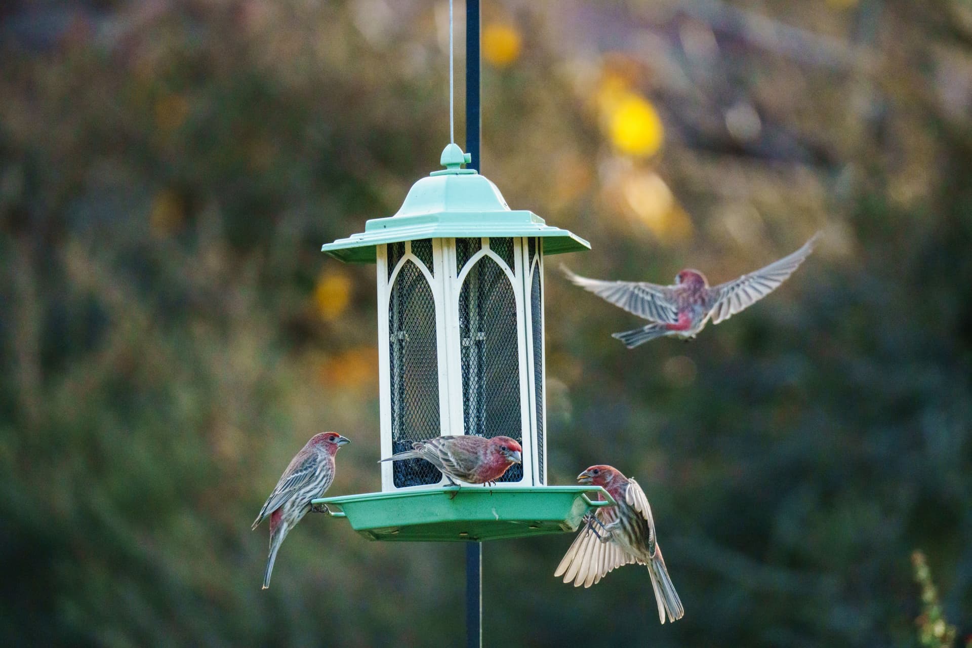 A metal bird feeder pole standing on a garden lawn