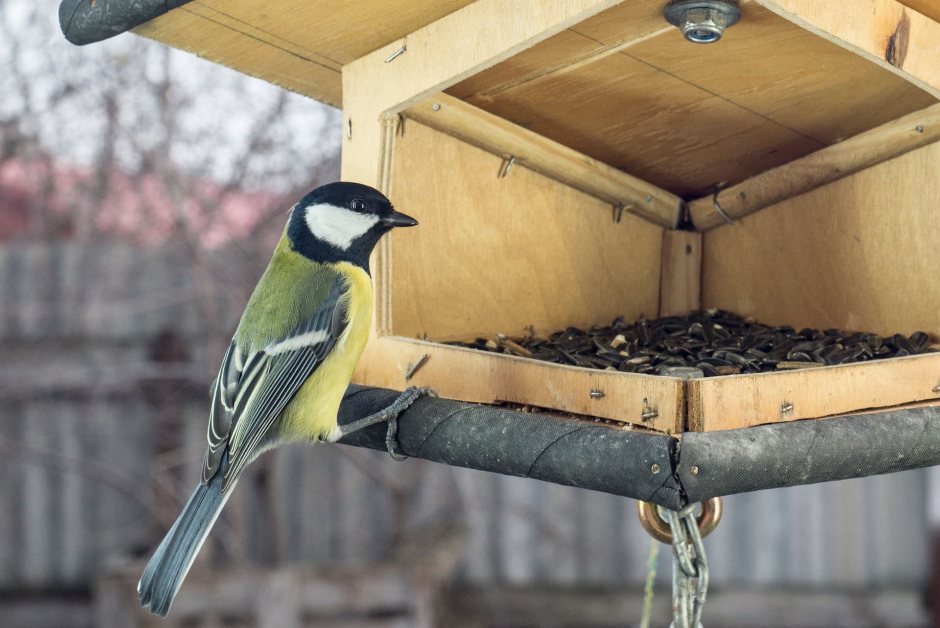 A small bird perched at a feeder filled with sunflower seed
