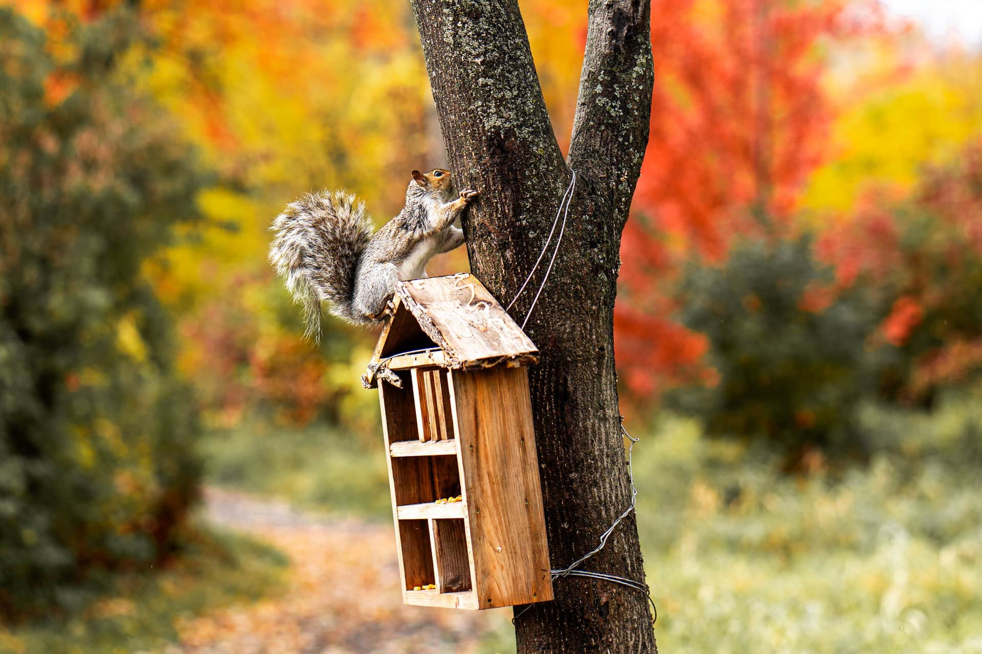 A gray squirrel climbing on a garden bird feeder