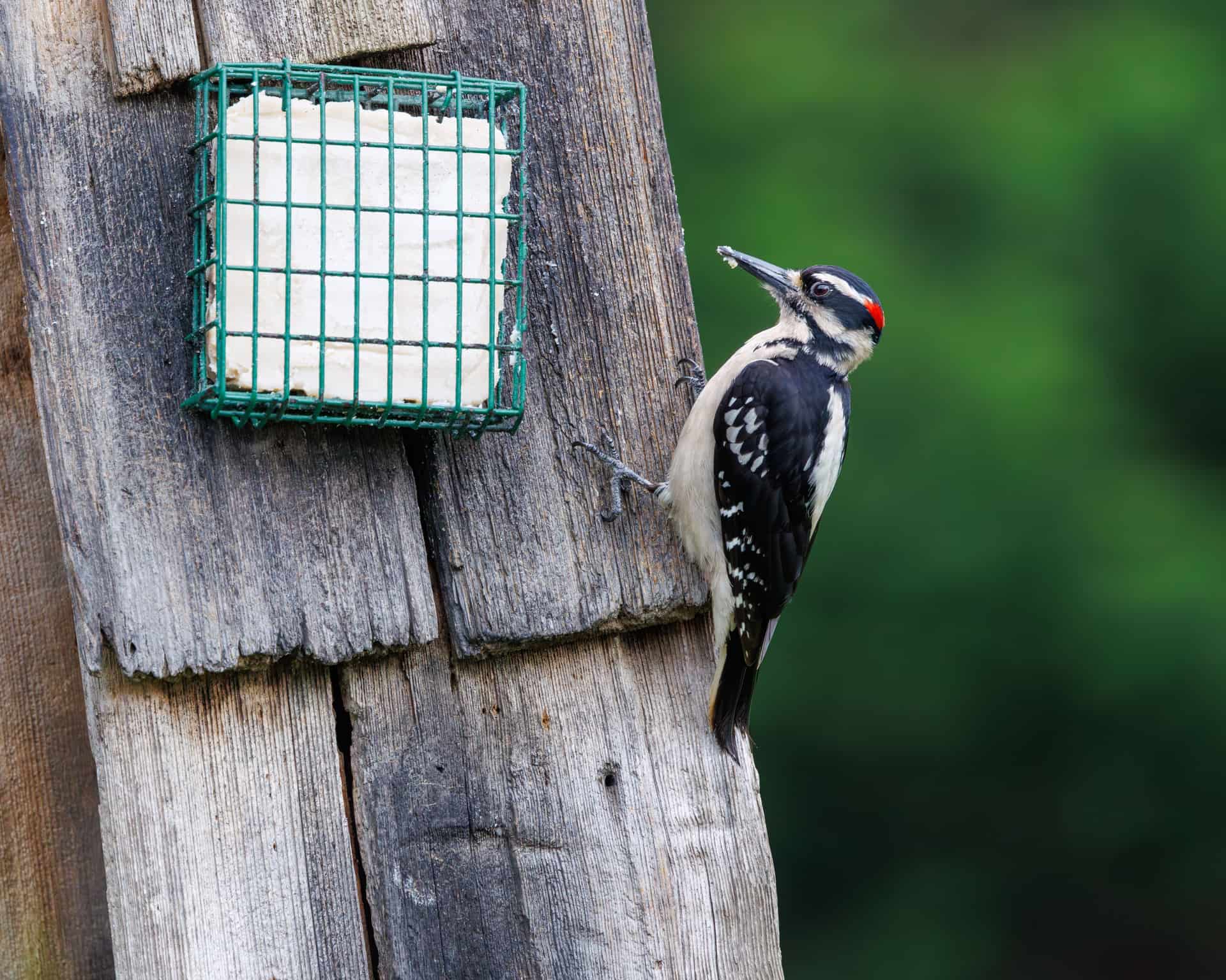 A woodpecker clinging to the side of a tree trunk