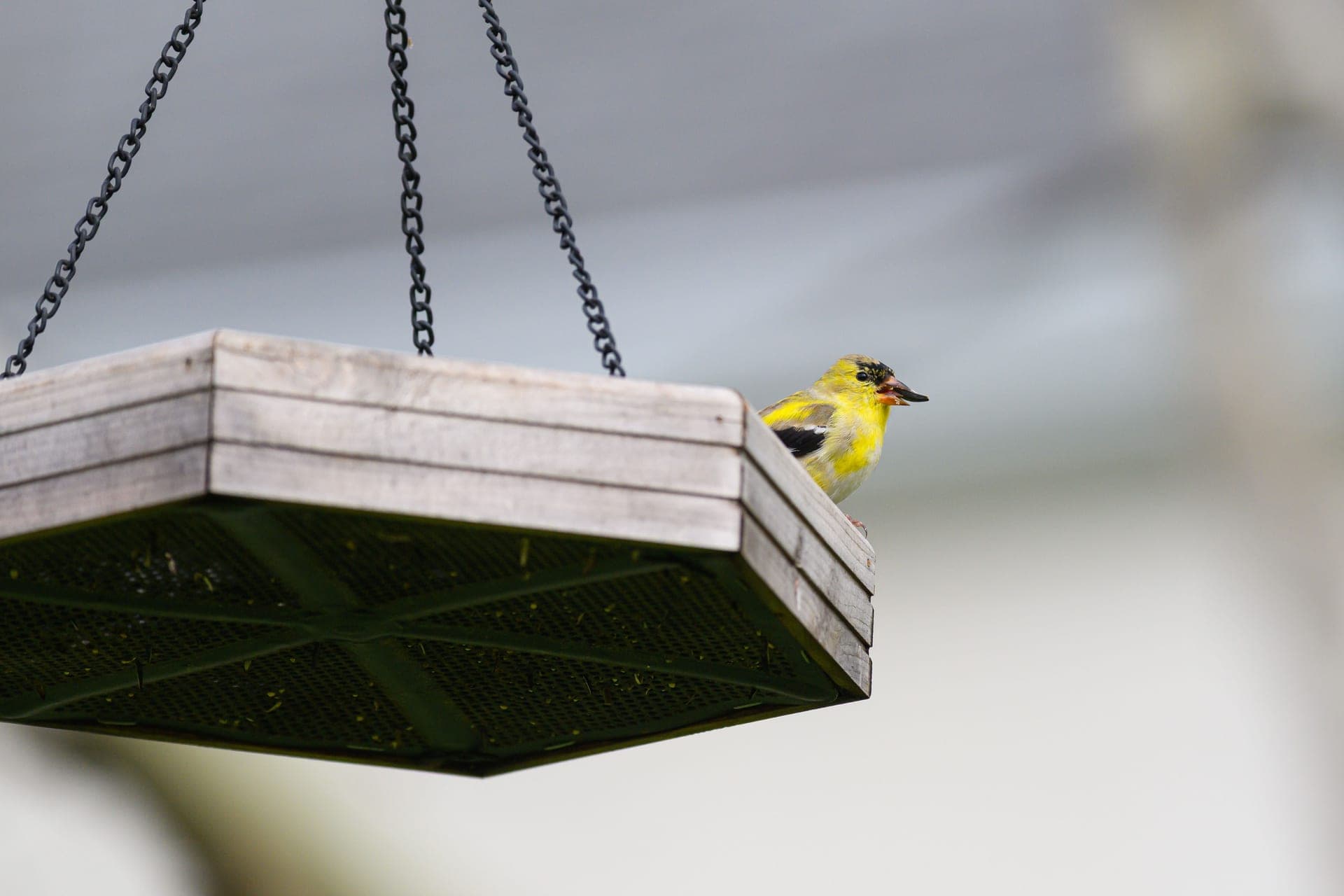 A small bird perched on a simple garden feeder