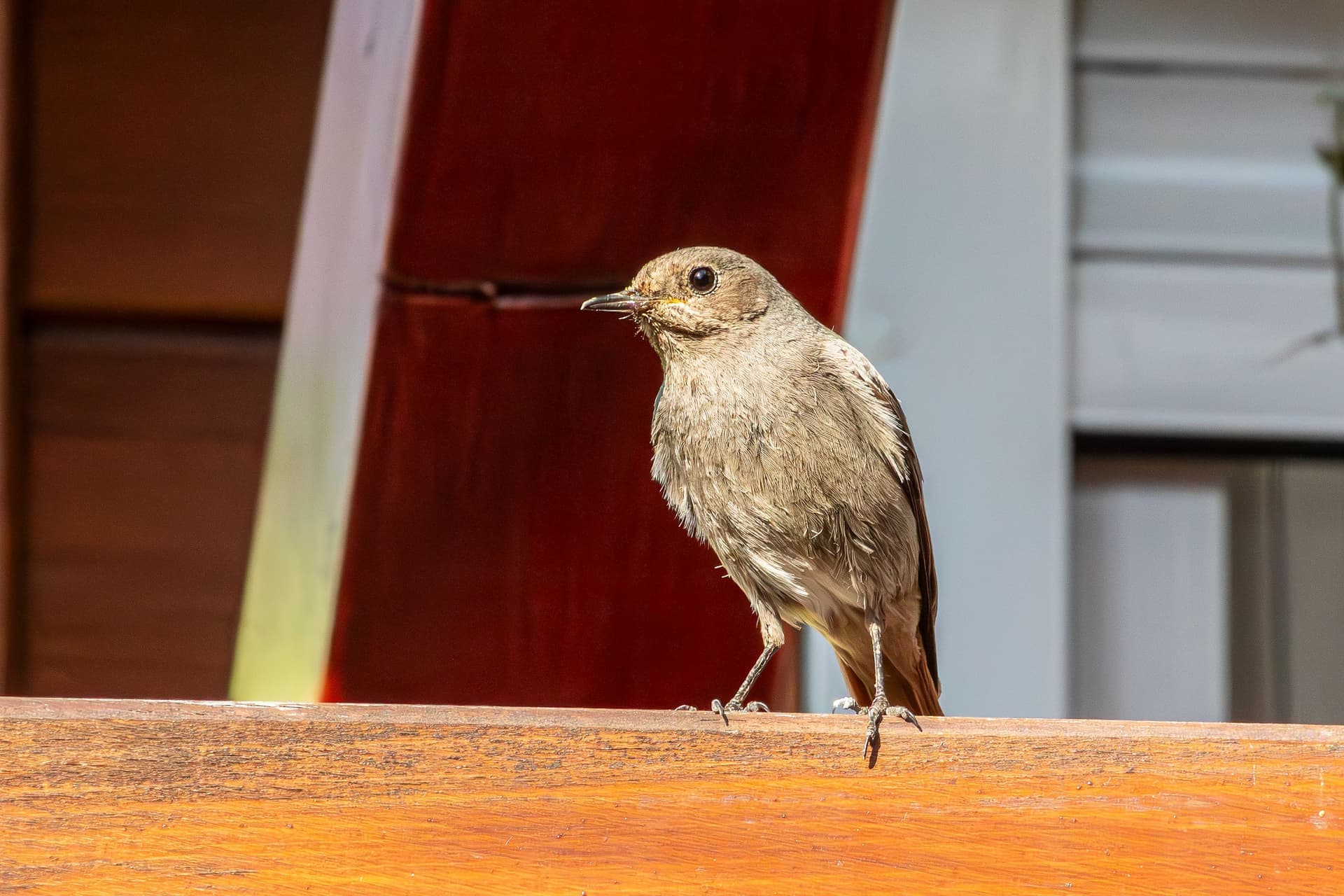 A small bird perched on a wooden ledge outside a window