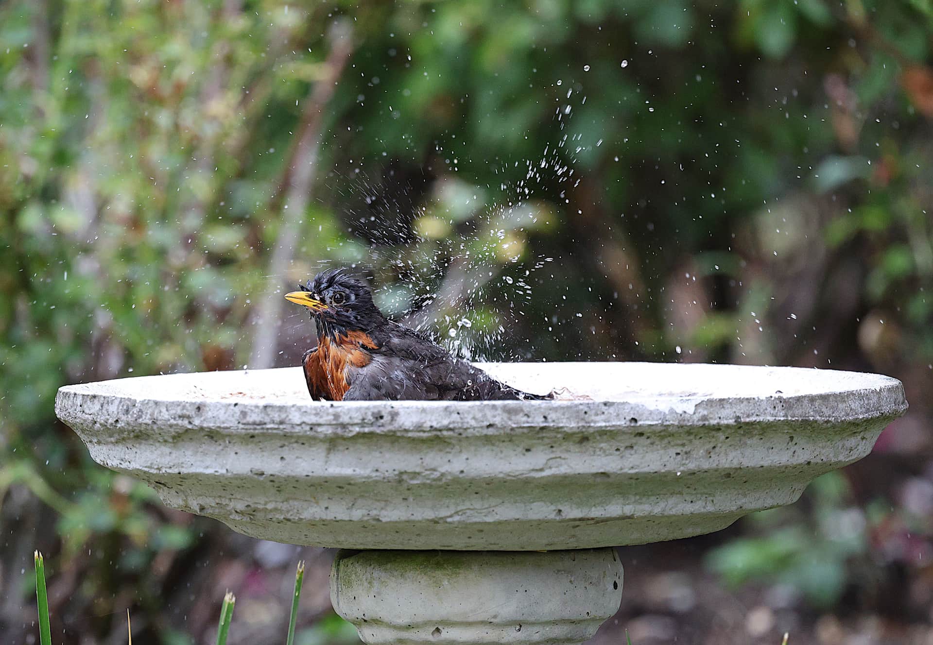 An American Robin standing in the shallow water of a garden bird bath