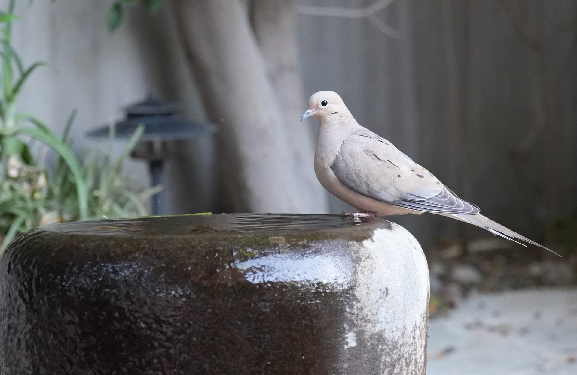 A mourning dove perched on the edge of a garden water fountain