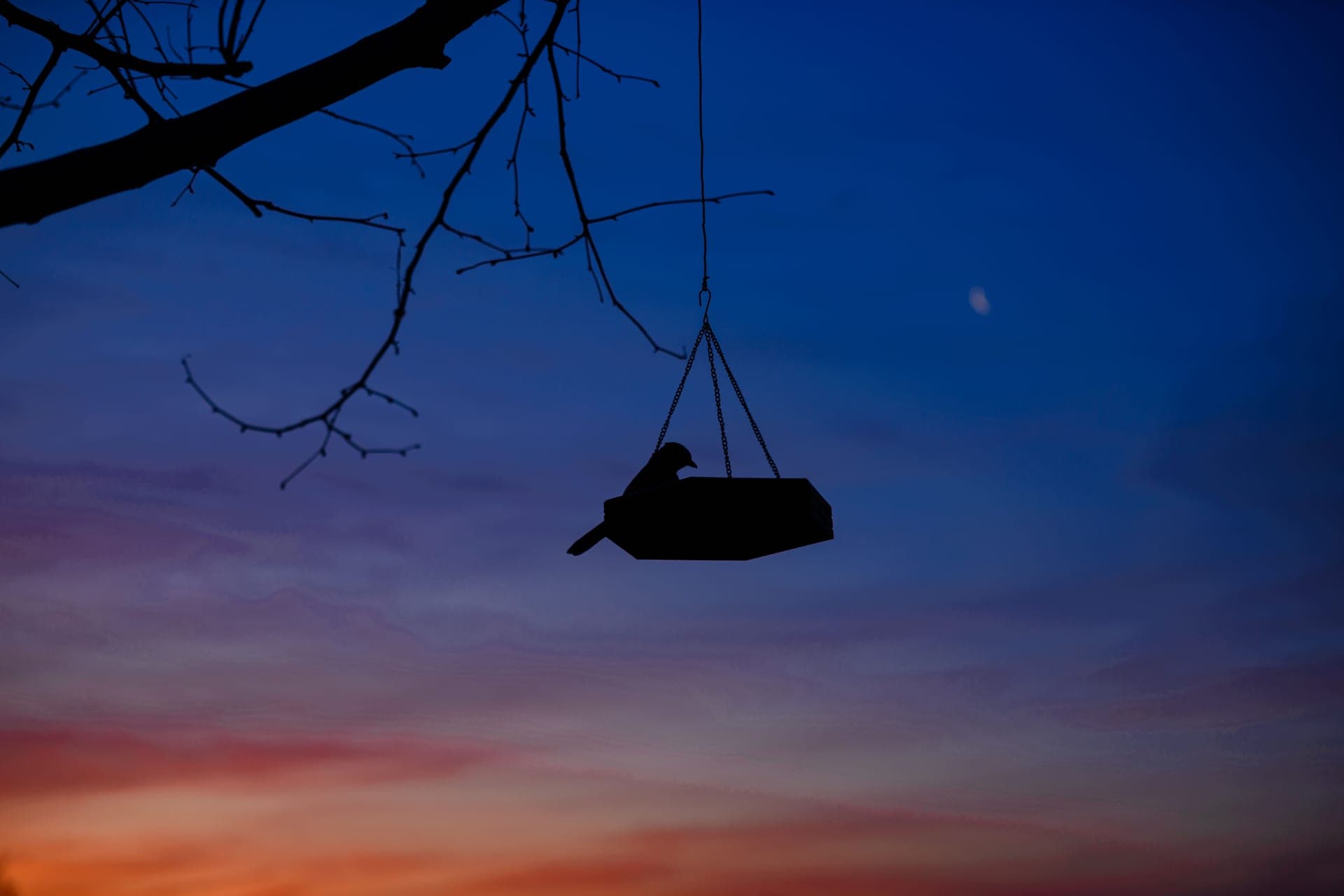 A bird silhouetted against a golden evening sky