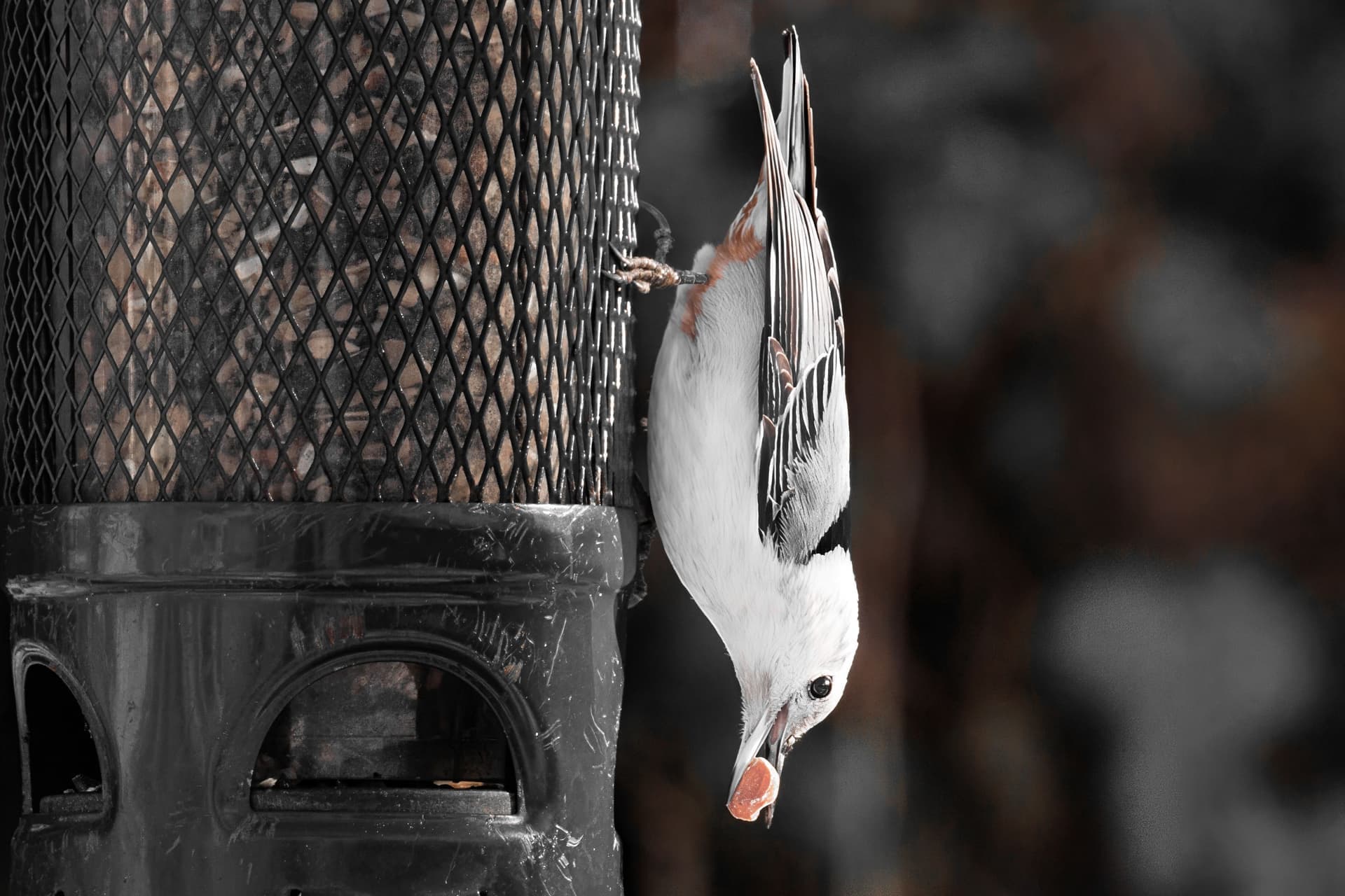 A white-breasted nuthatch gripping the side of a bird feeder