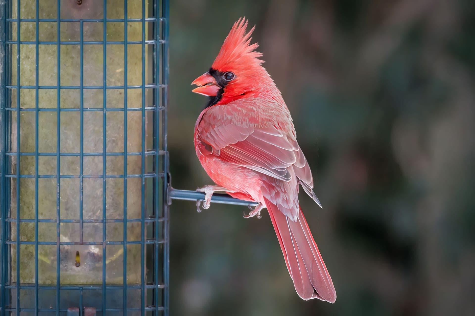 A cardinal perched at a garden bird feeder