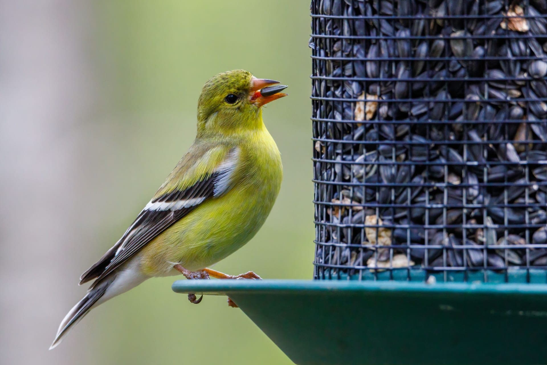 An American goldfinch feeding on black seed