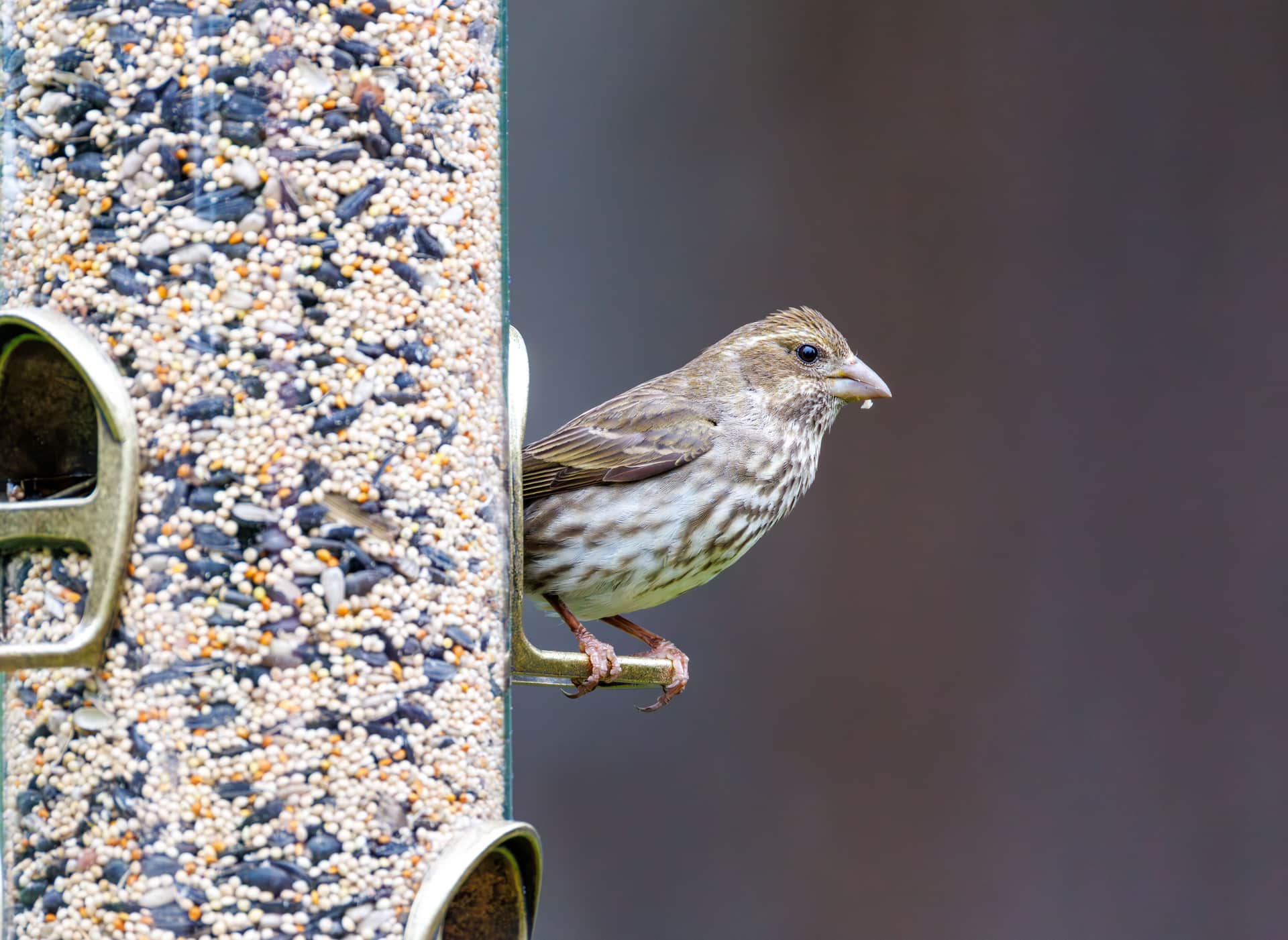 Several bird species feeding at a garden feeder