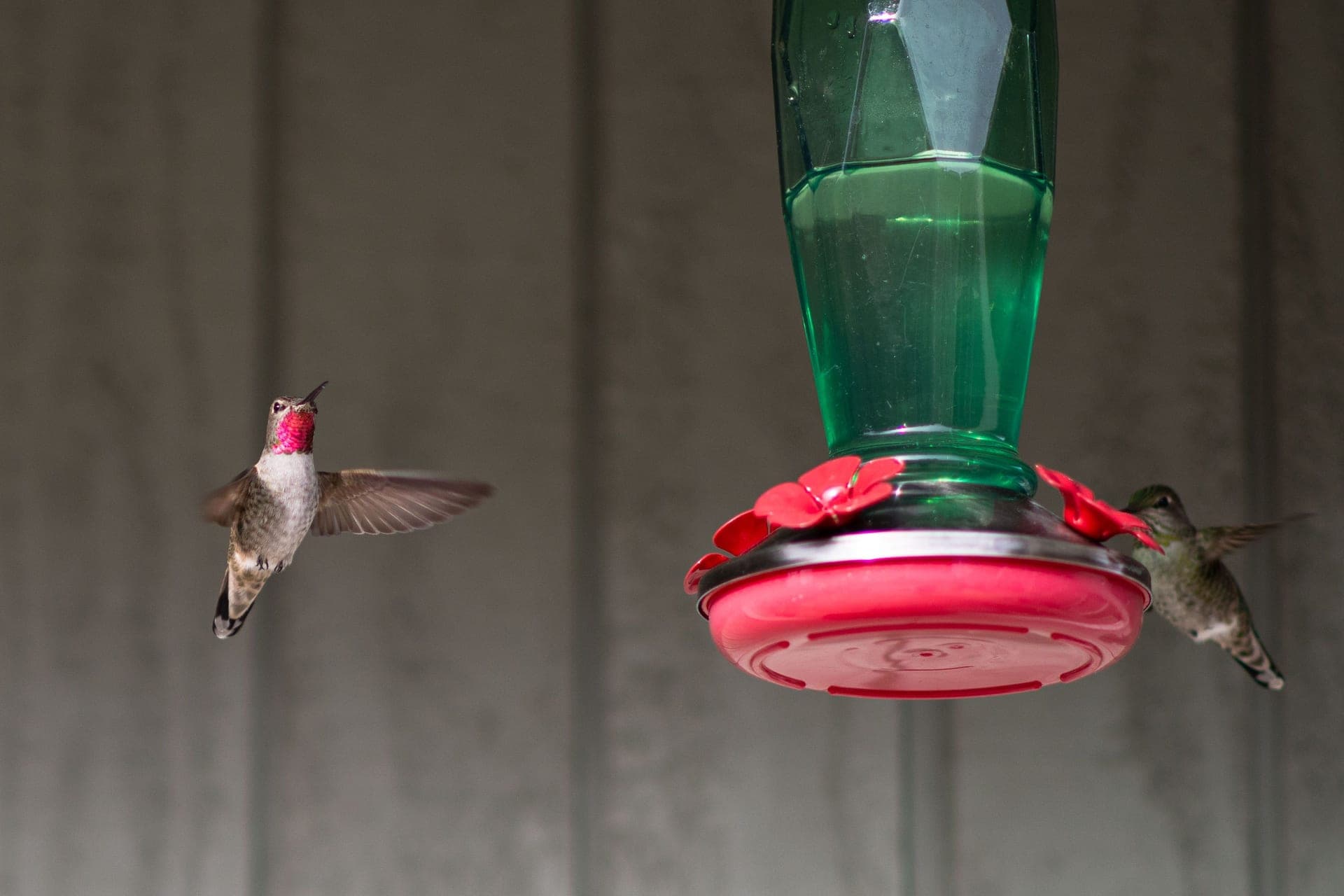 A hummingbird feeding at a nectar feeder