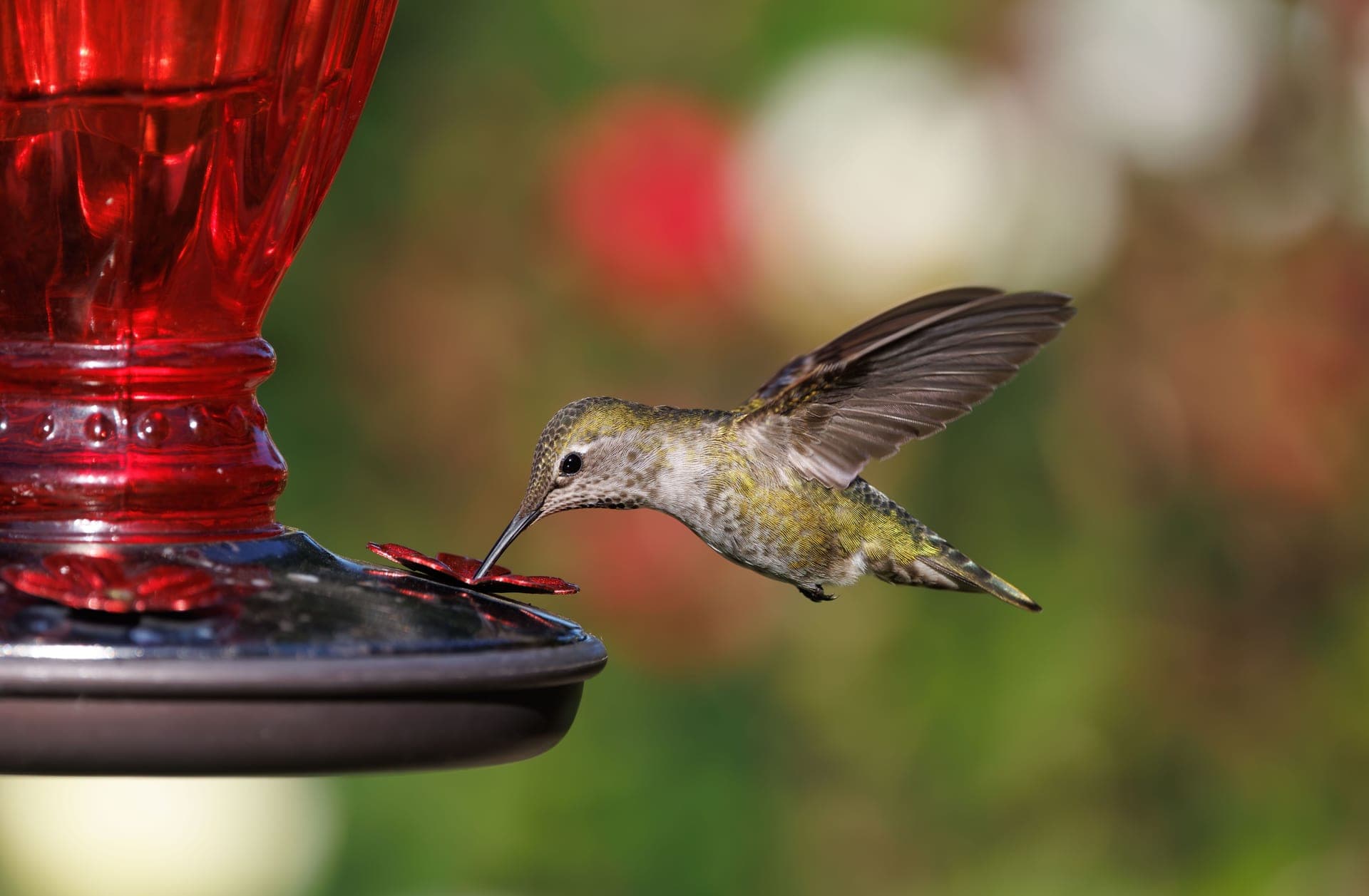 A hummingbird feeding at a bright red nectar feeder