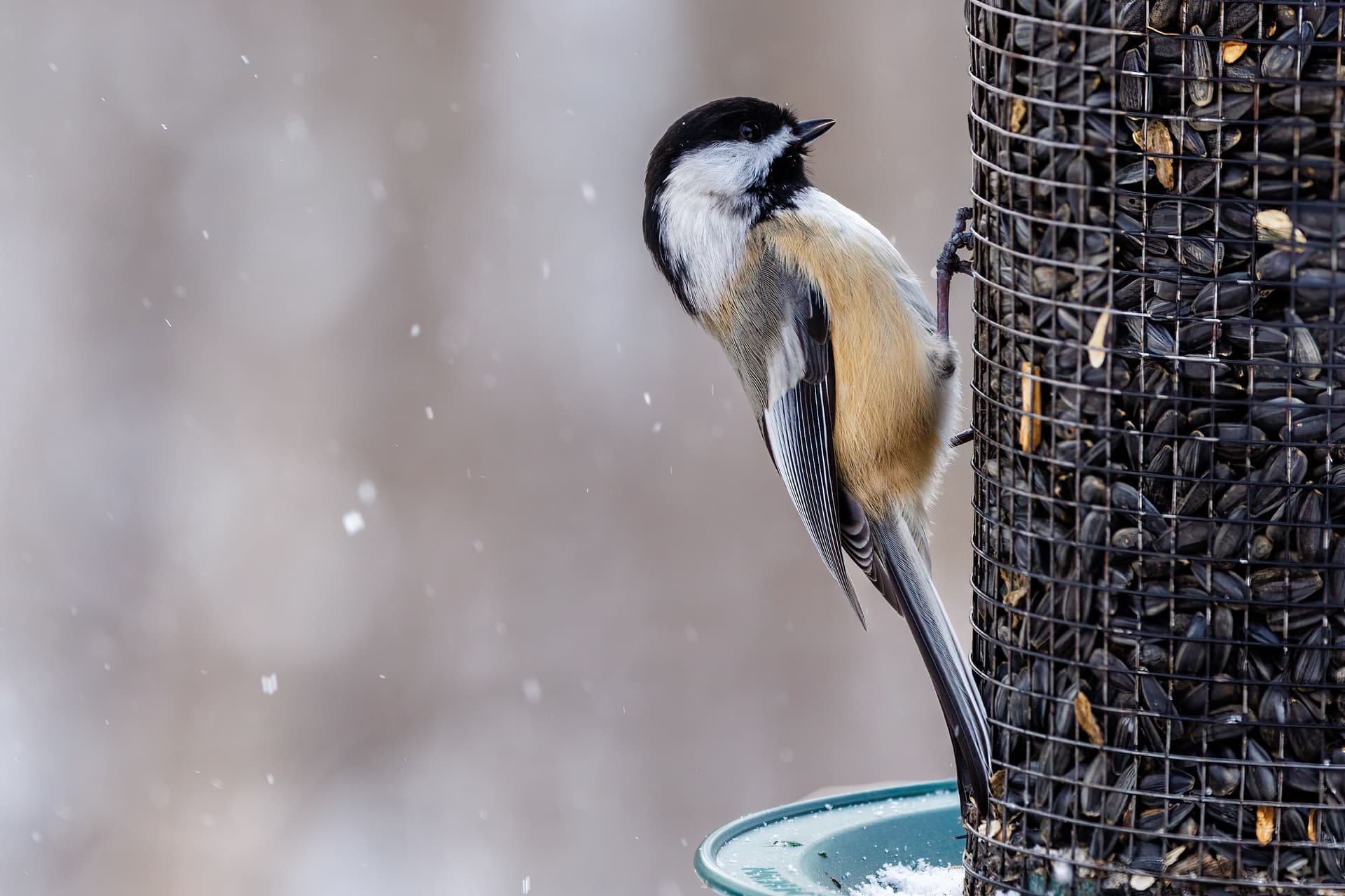 A chickadee gripping the perch of a garden bird feeder