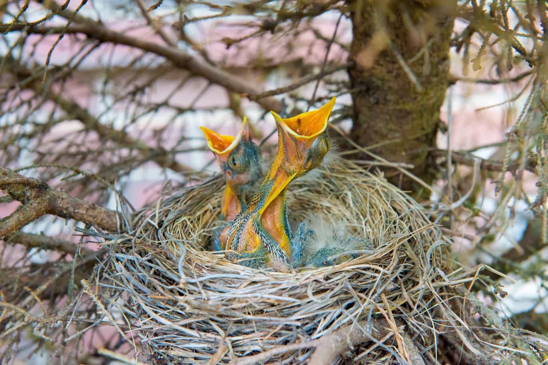 Nestlings crowded together in a nest