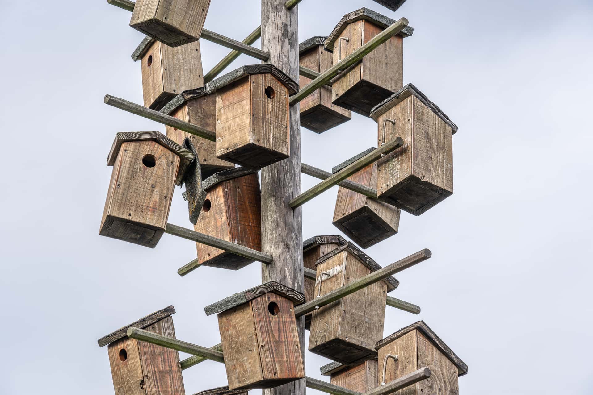 A birdhouse mounted on a pole in spring