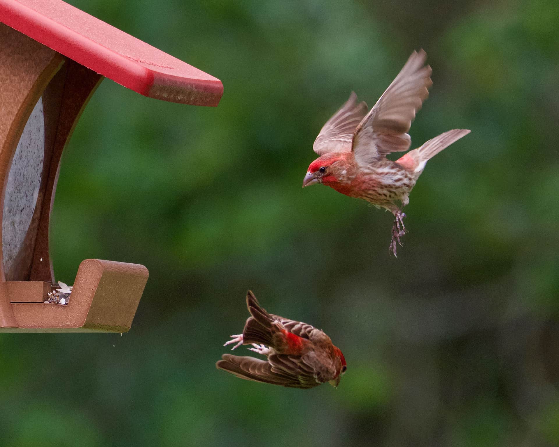 A bird taking off from a garden feeder