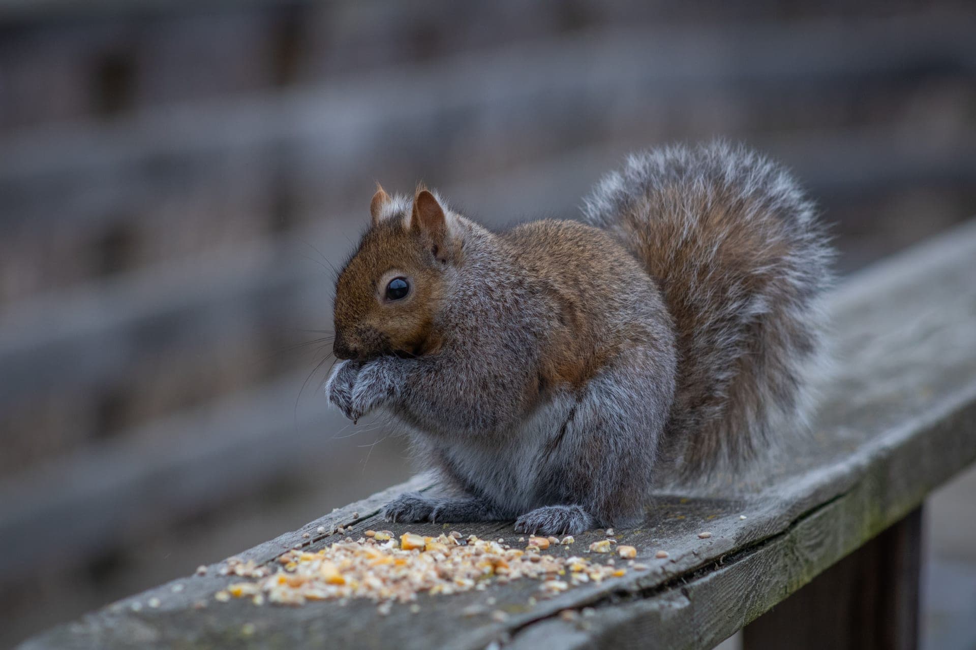 A gray squirrel eating on a wooden garden bench