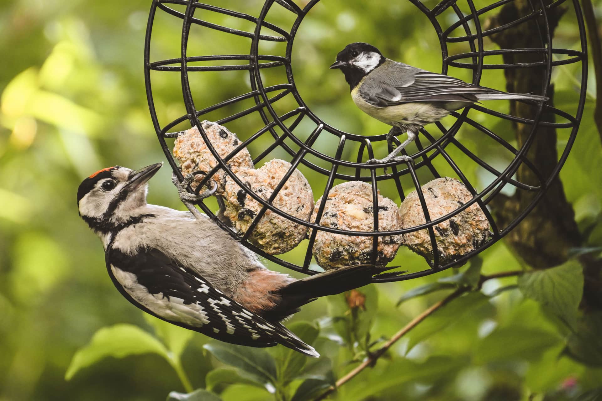 A woodpecker and a tit feeding together at a garden bird feeder