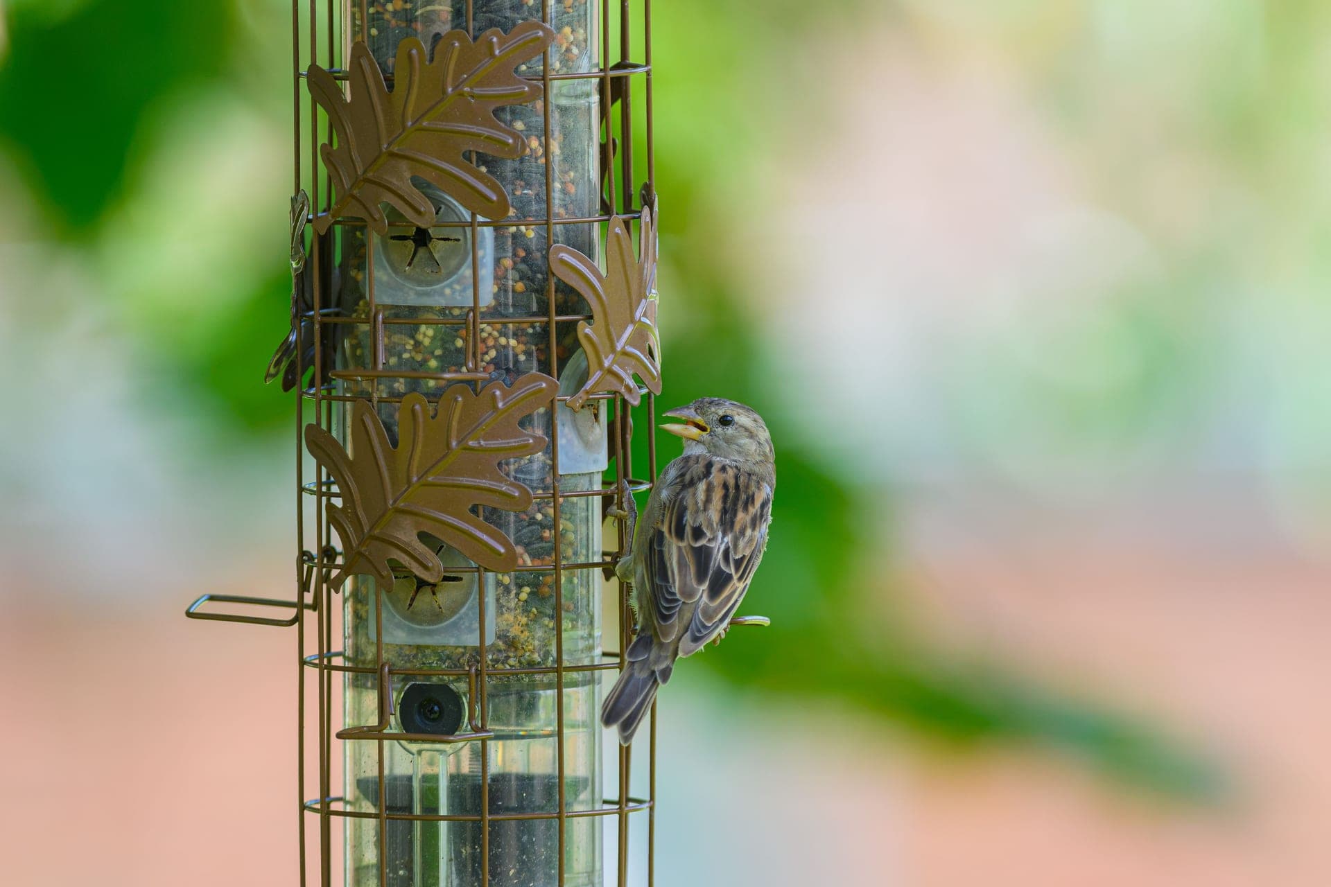 A small bird feeding at a backyard feeder