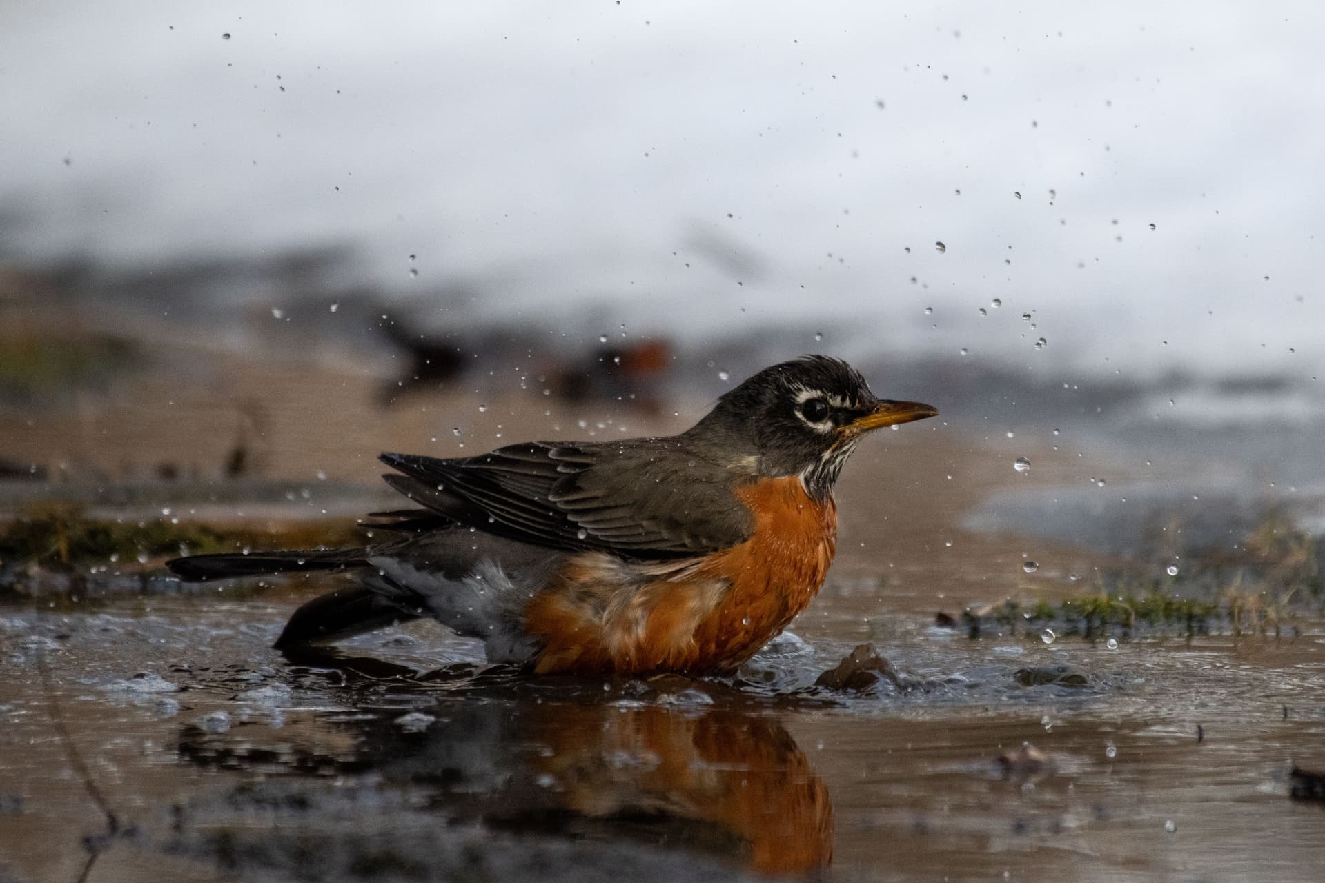 A robin bathing with water droplets flying