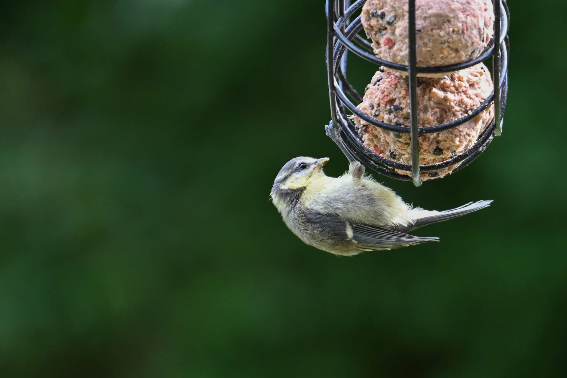 A small blue tit perched at a bird feeder