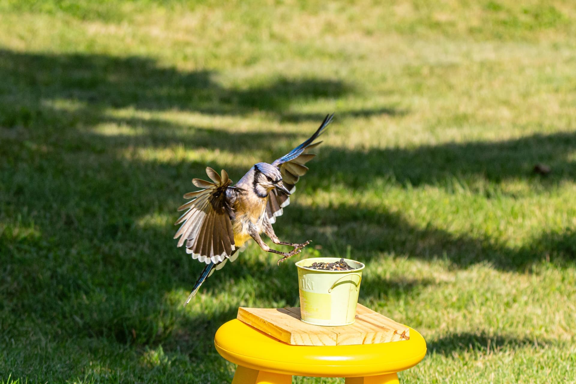 A blue jay landing at a backyard bird feeder