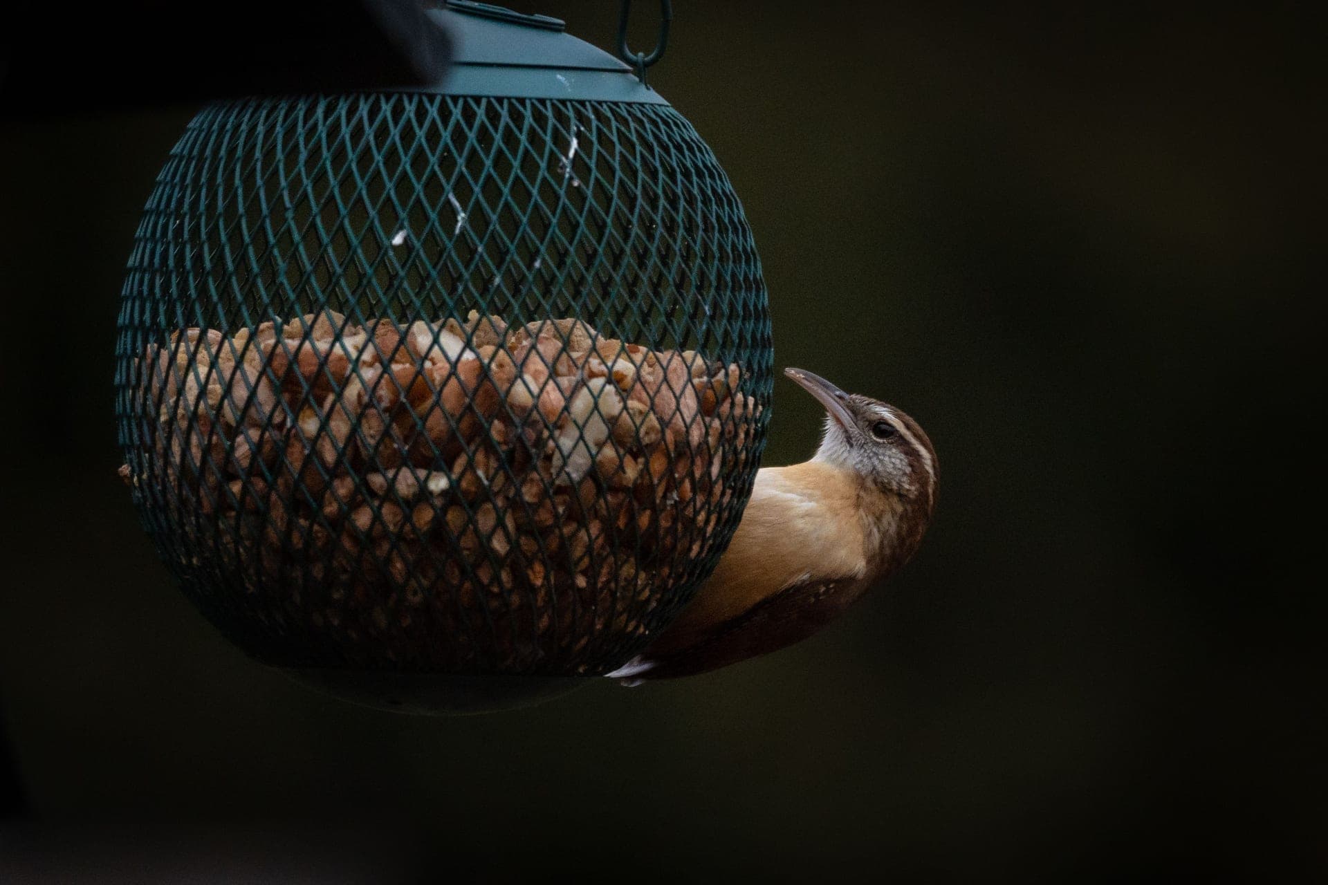 A small brown bird at a garden feeder