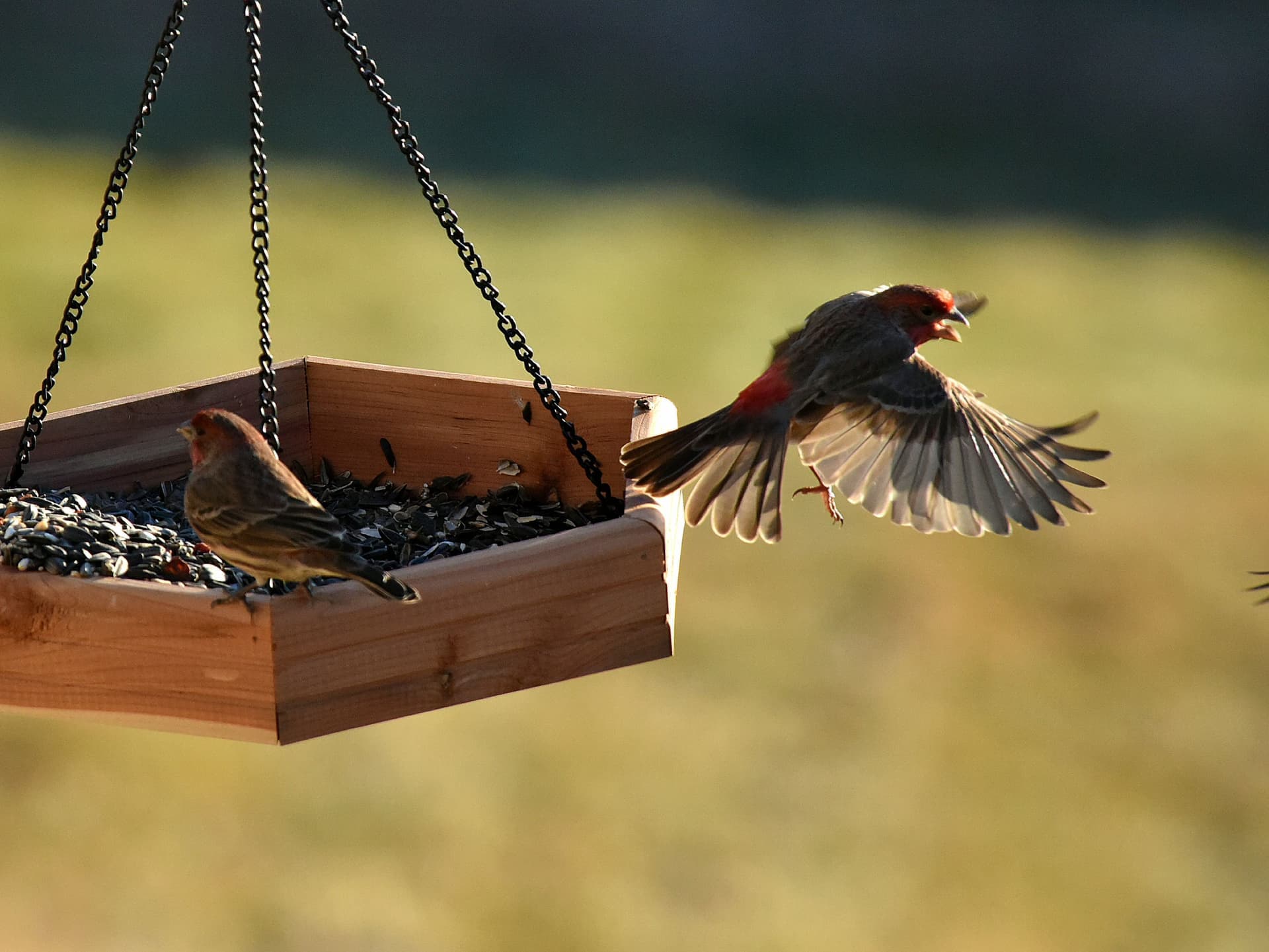 A finch feeding at a garden bird feeder