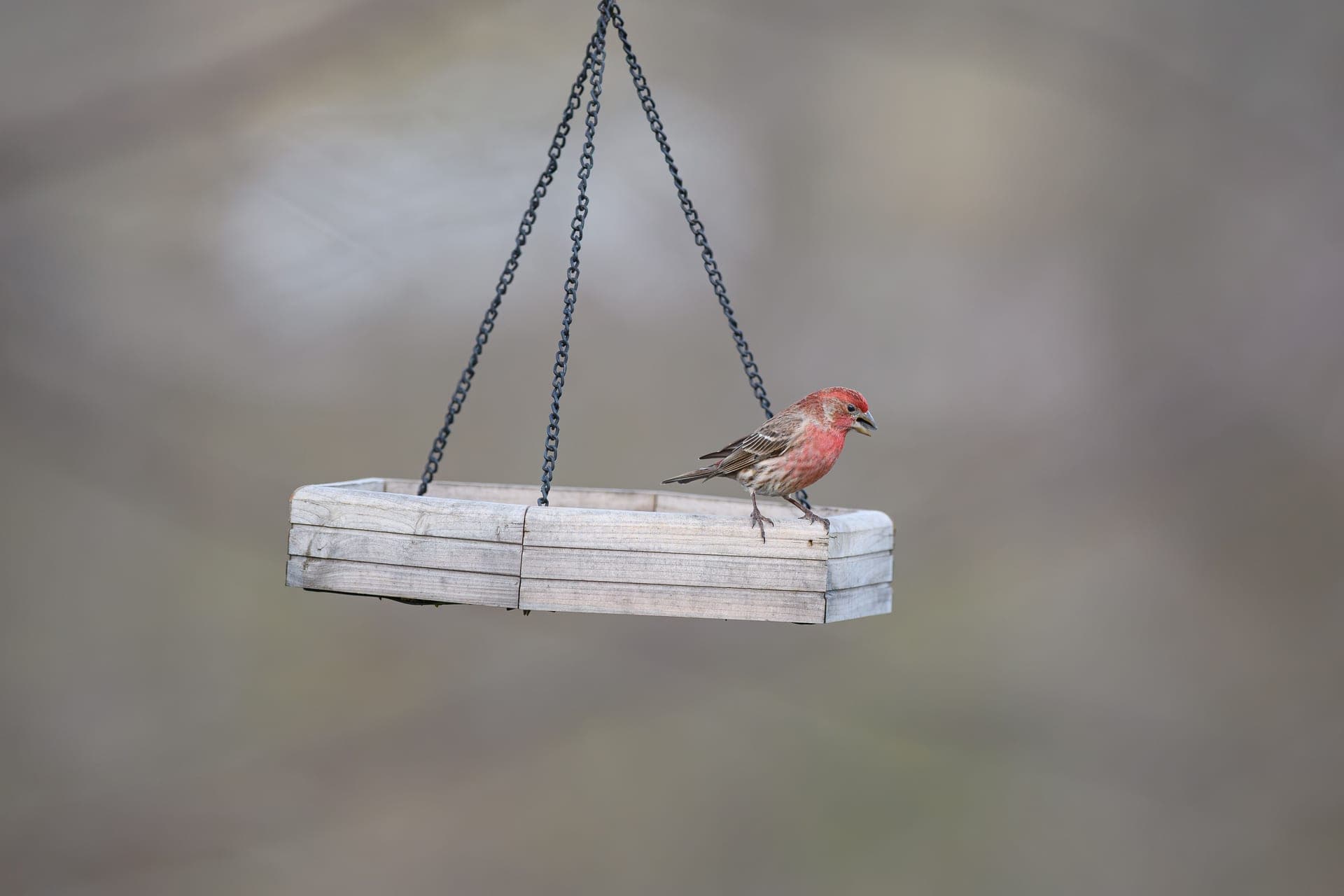A house finch perched on a wooden bird feeder