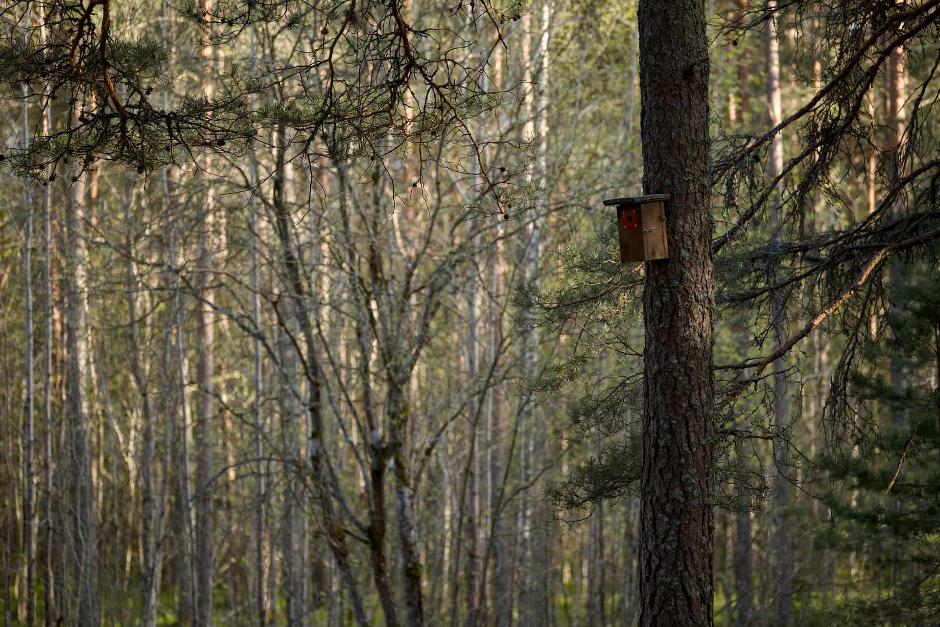 A rustic wooden bird house mounted on a pine tree