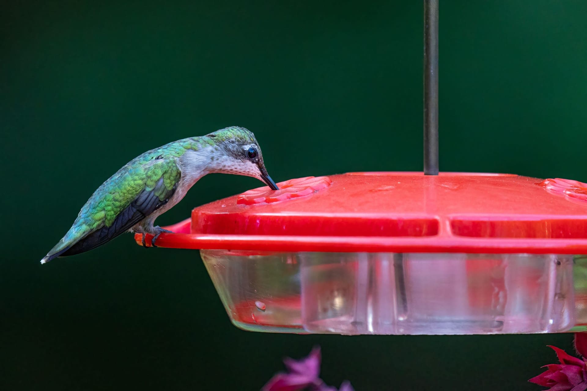 A hummingbird feeding at a red nectar feeder
