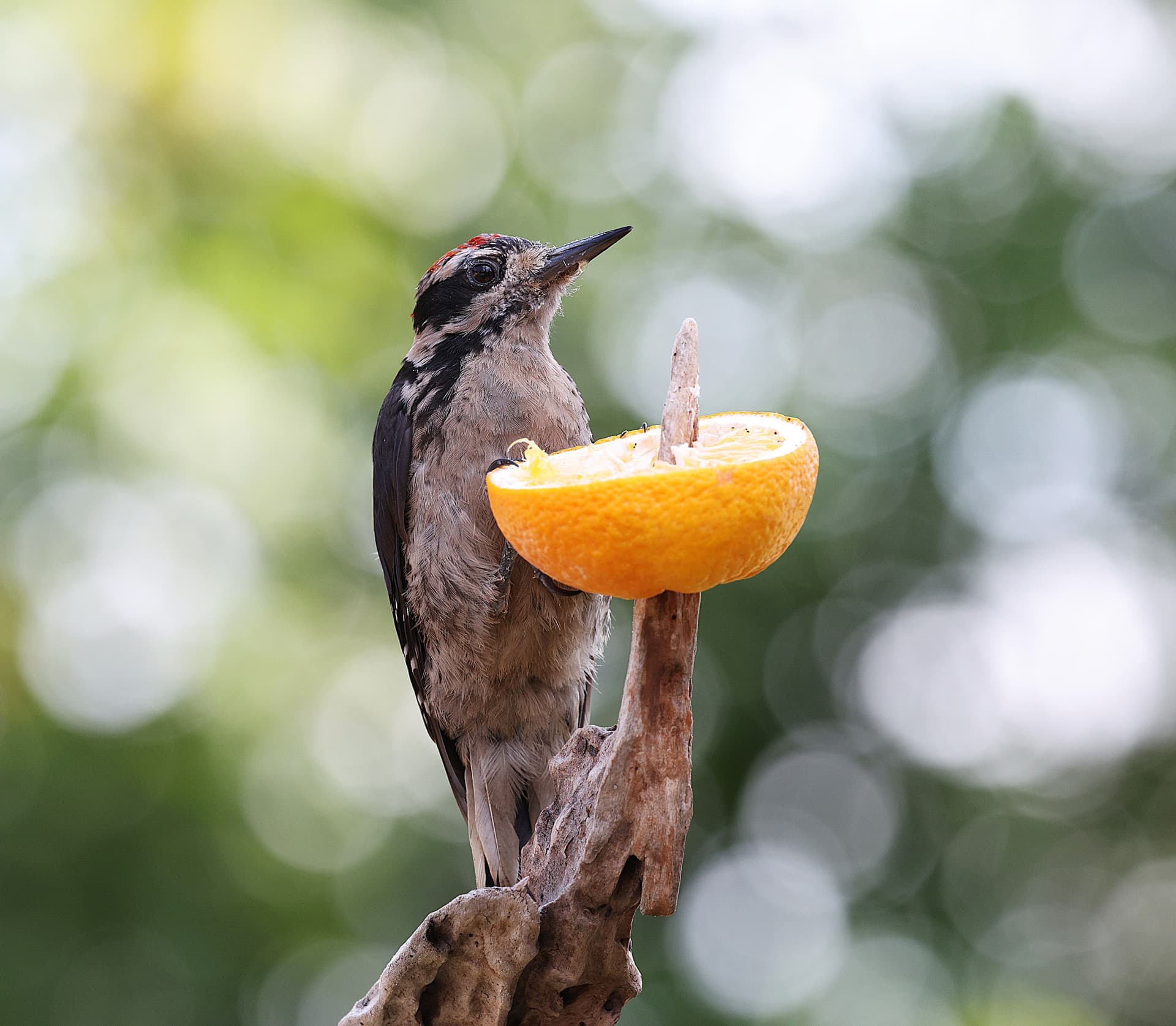 A woodpecker feeding at a tree