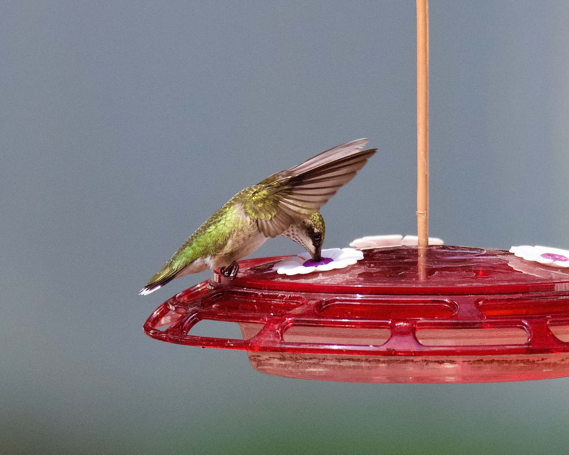 A ruby-throated hummingbird feeding at a nectar feeder