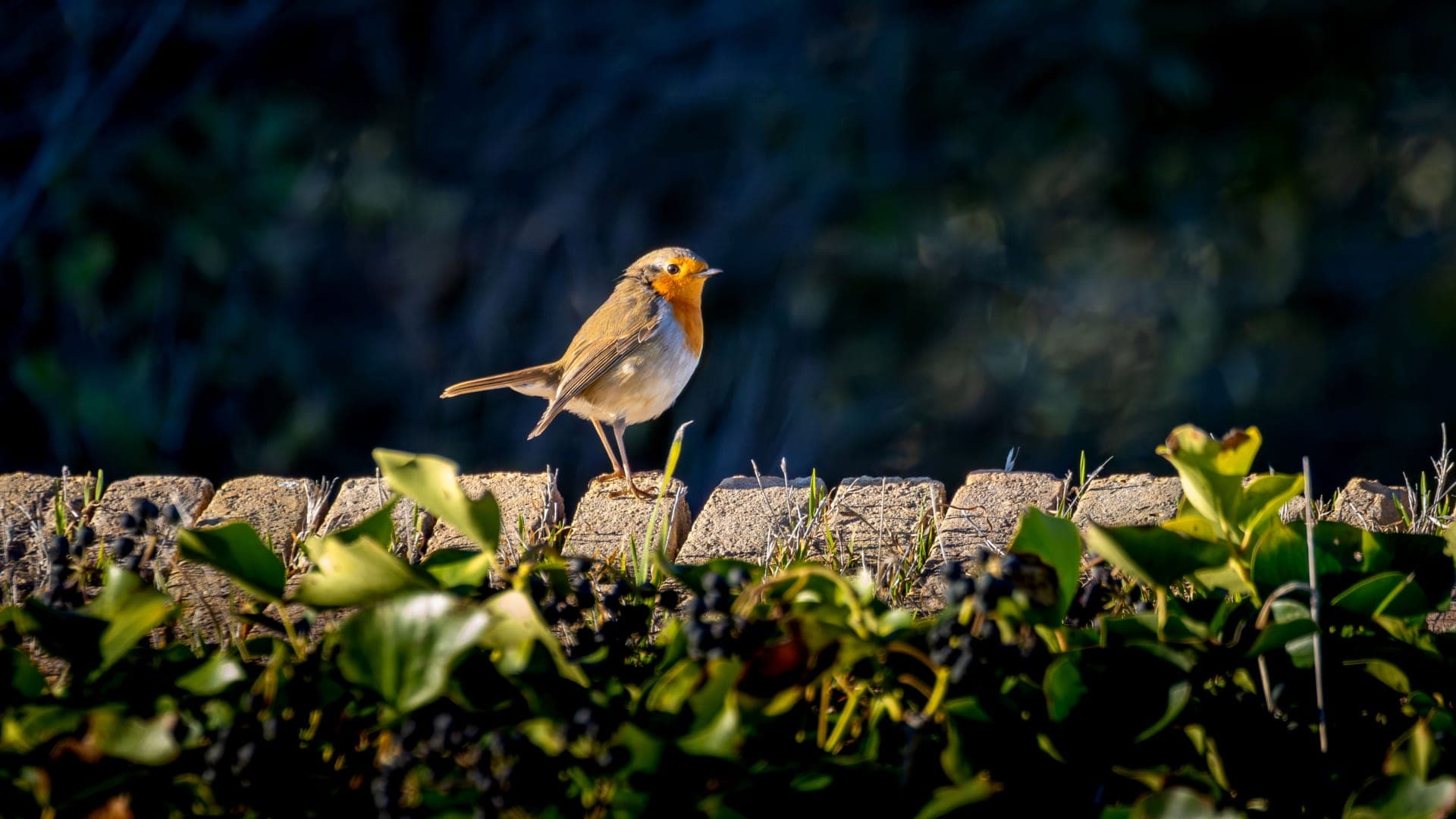 A European robin perched on a garden fence in spring