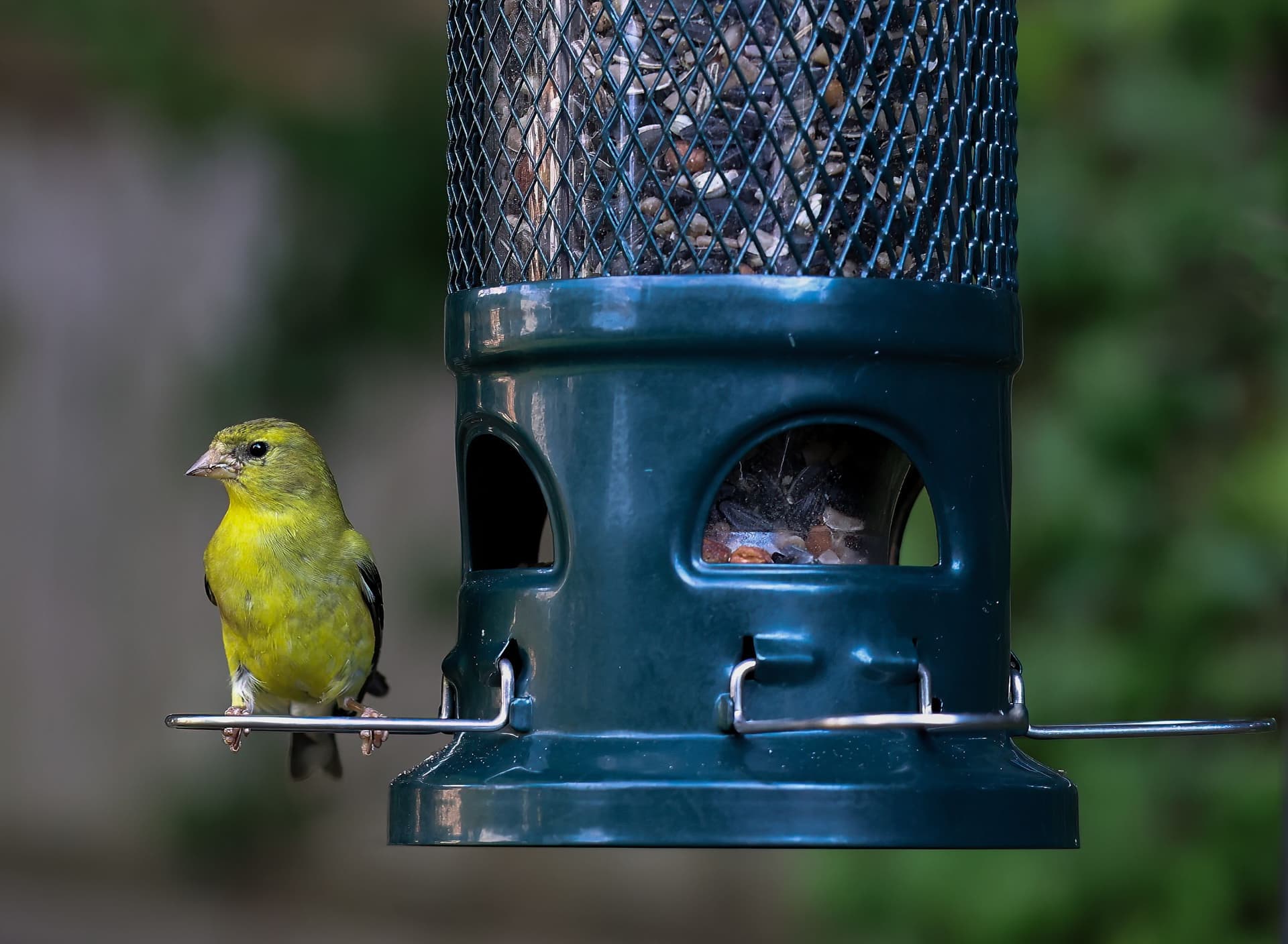 A goldfinch perched on a garden bird feeder