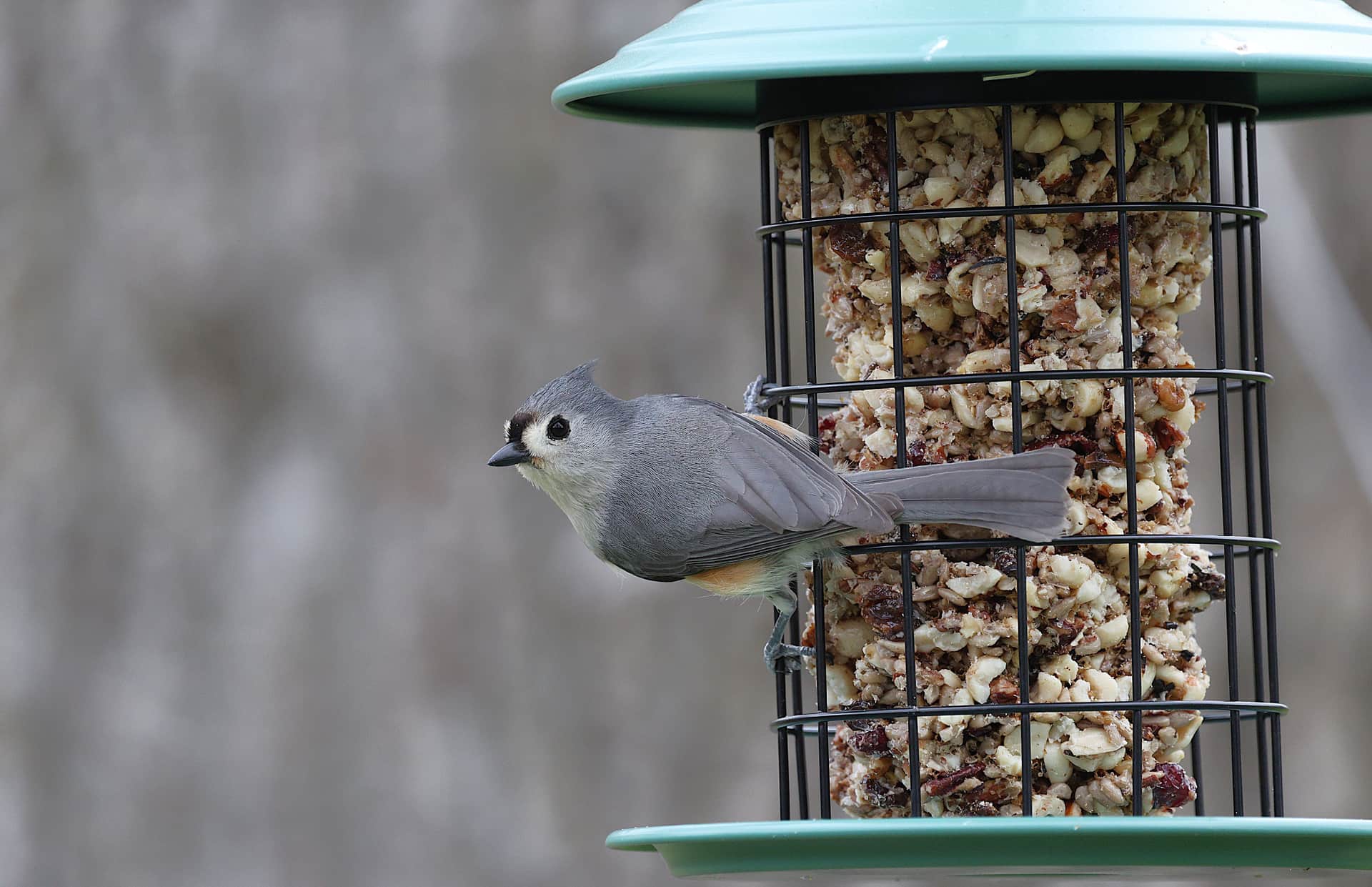 A tufted titmouse feeding at a nut-filled bird feeder