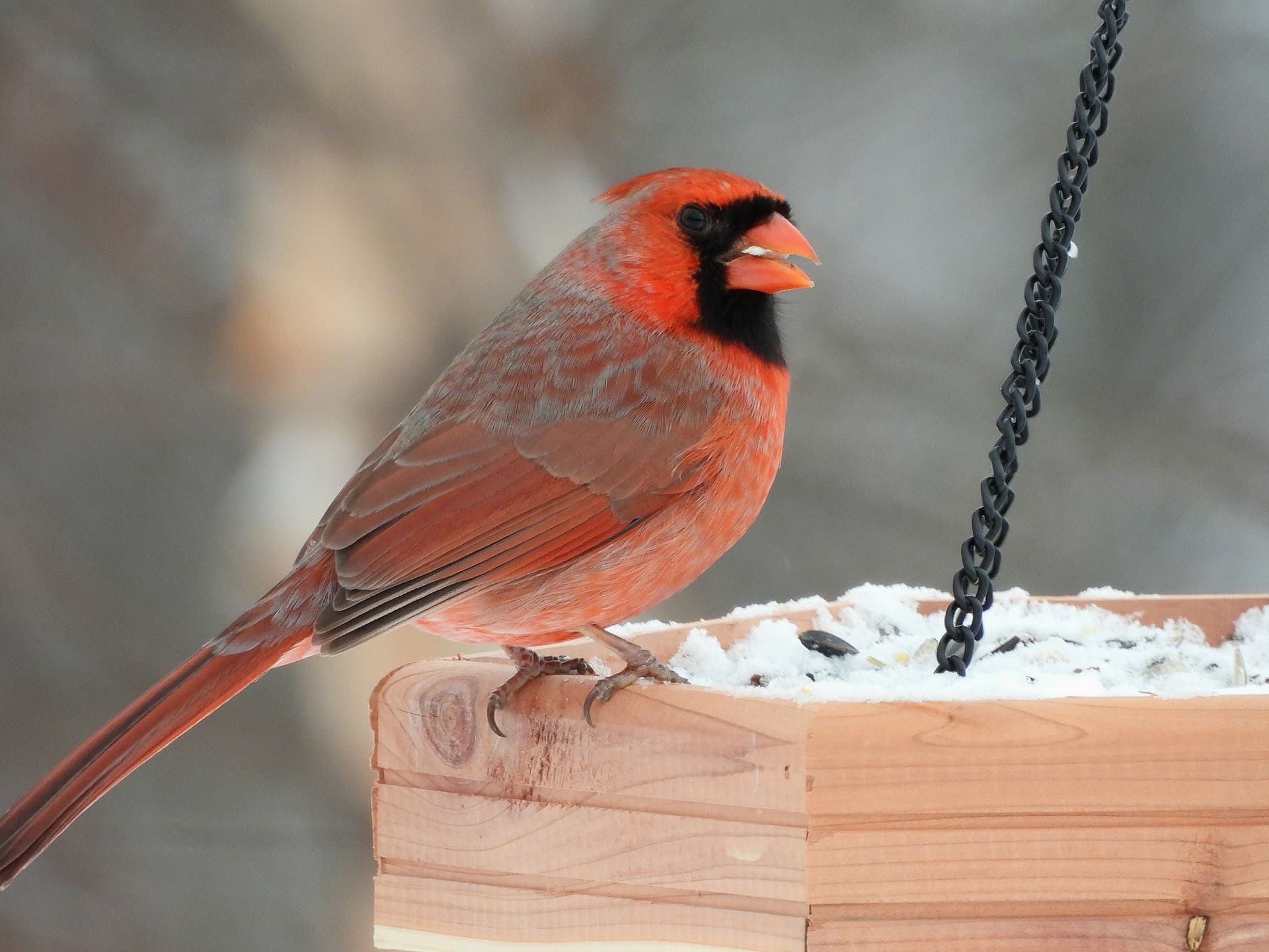A northern cardinal feeding at a snow-covered bird feeder