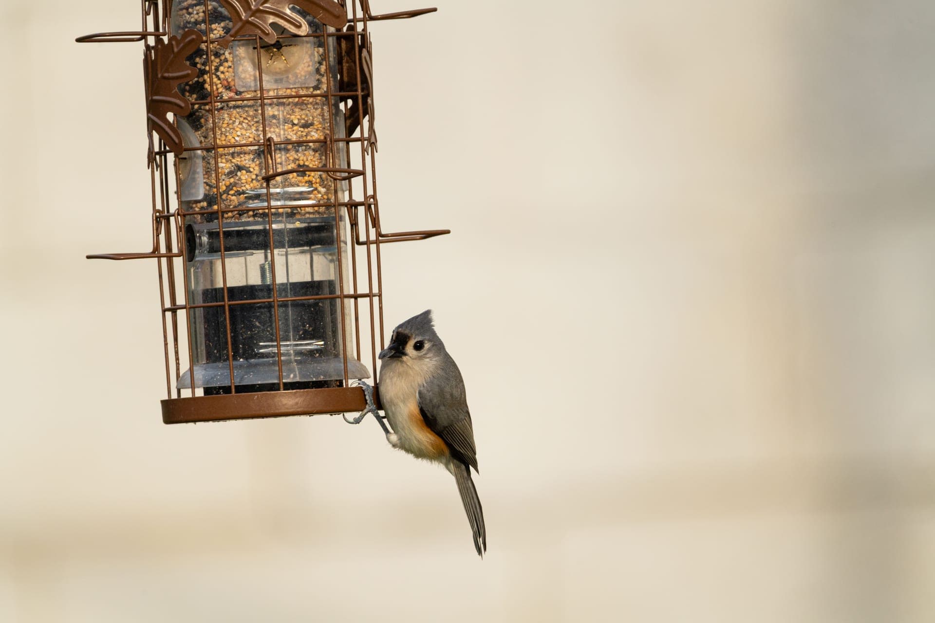 A tufted titmouse perched on a bird feeder in winter
