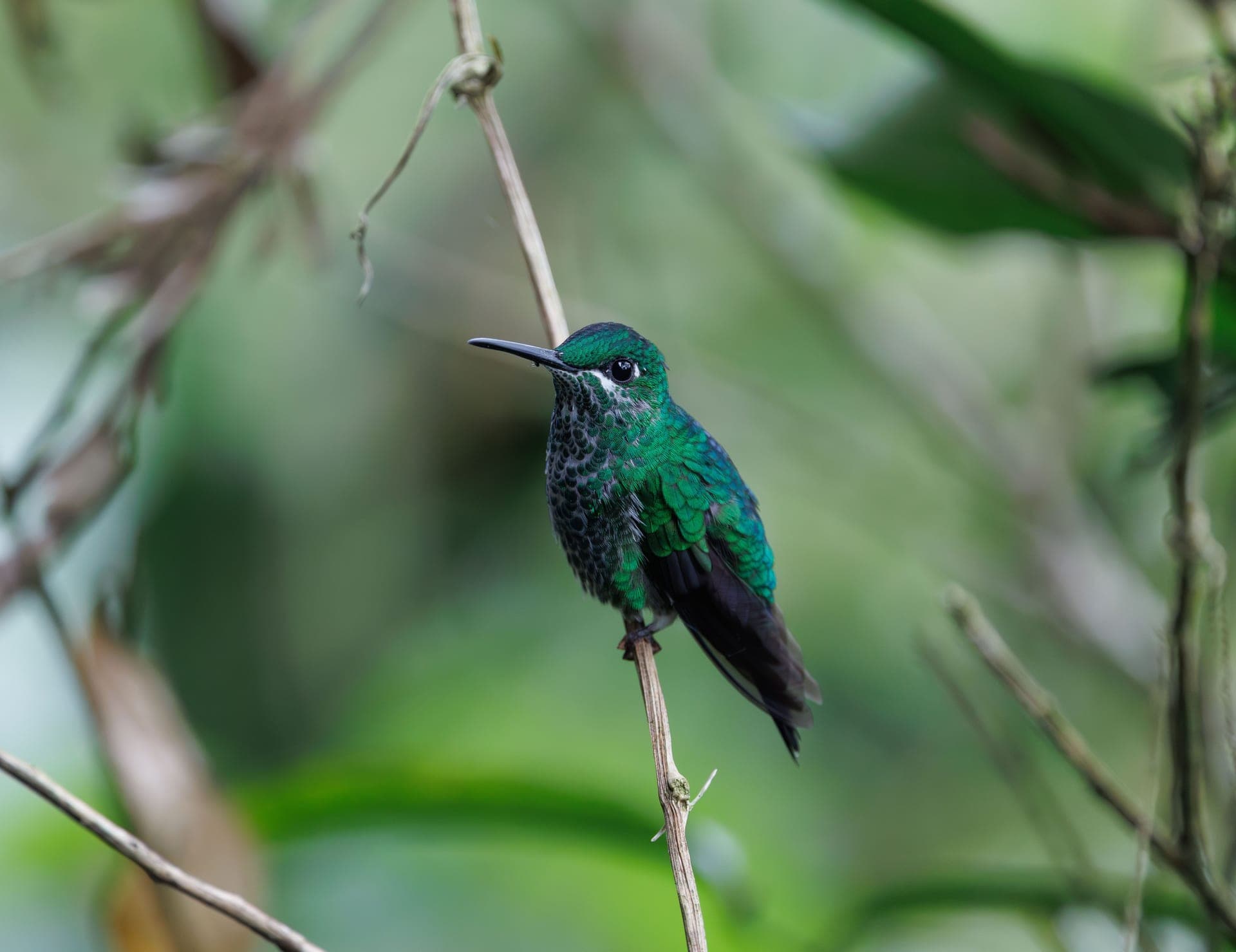 An iridescent green hummingbird perched near a feeder