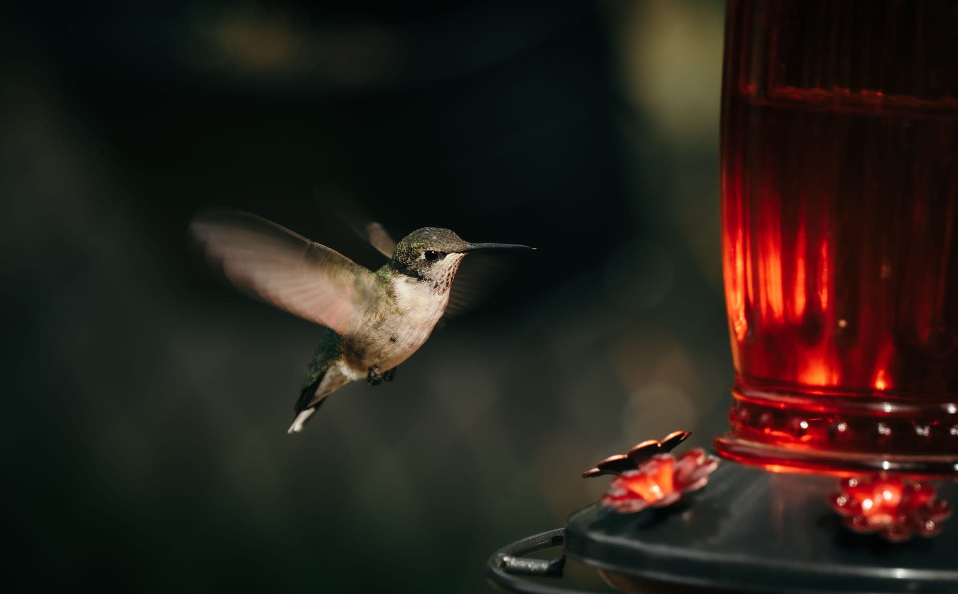 A hummingbird with wings spread at a feeder
